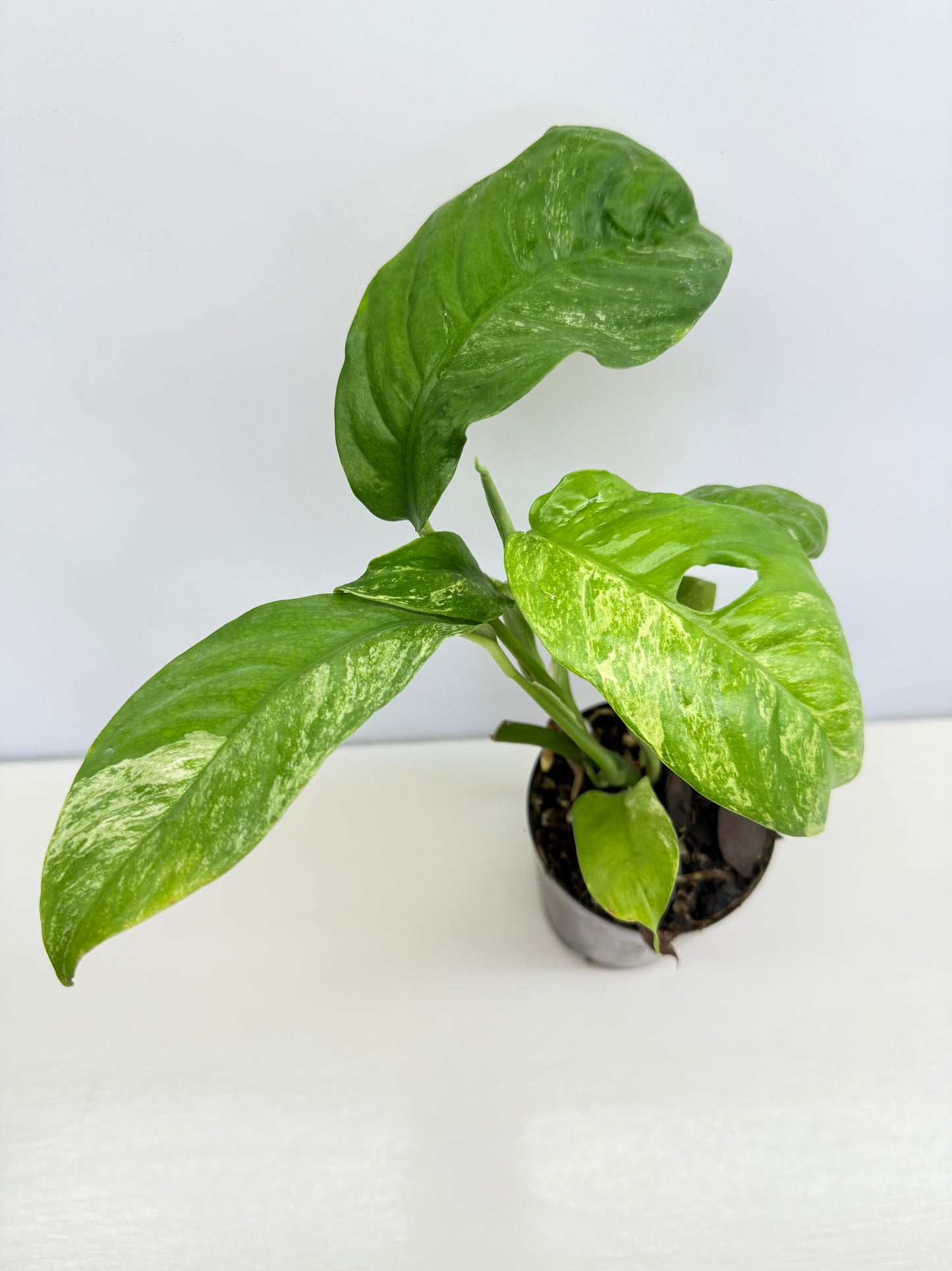 Rhaphidophora Puberula Variegata C65