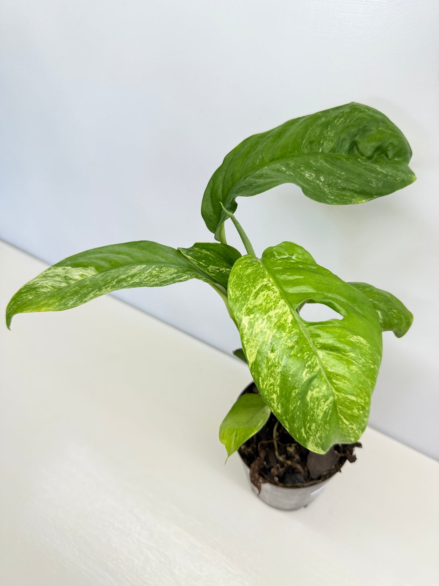 Rhaphidophora Puberula Variegata C65