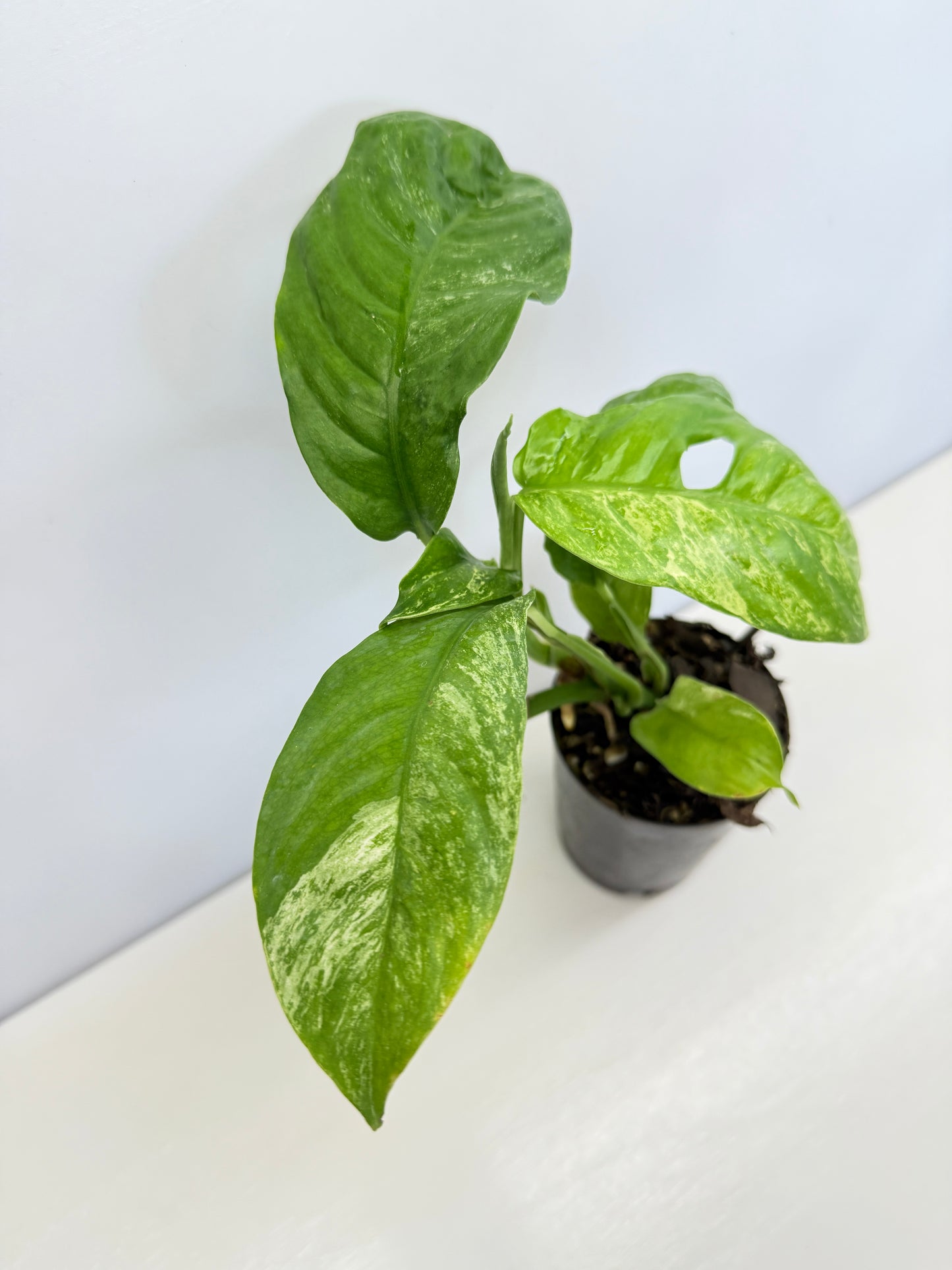Rhaphidophora Puberula Variegata C65