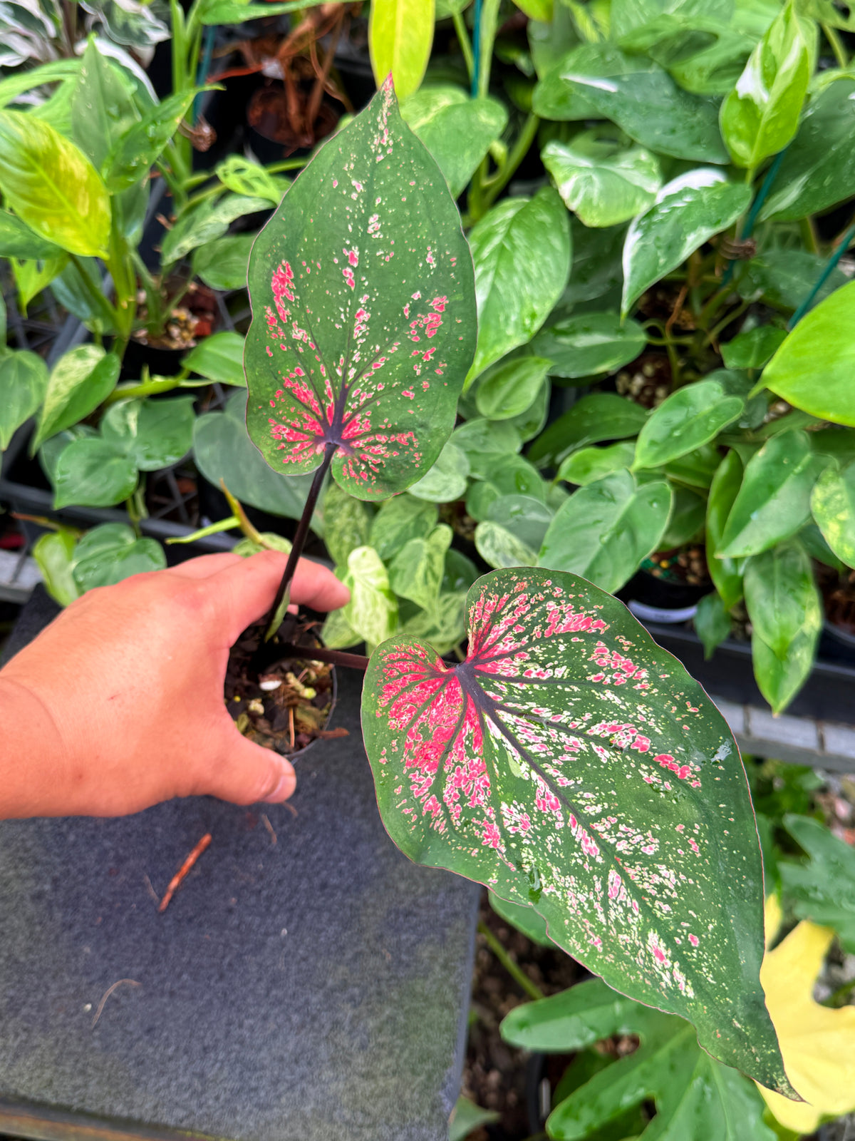 Caladium Hybrid W31