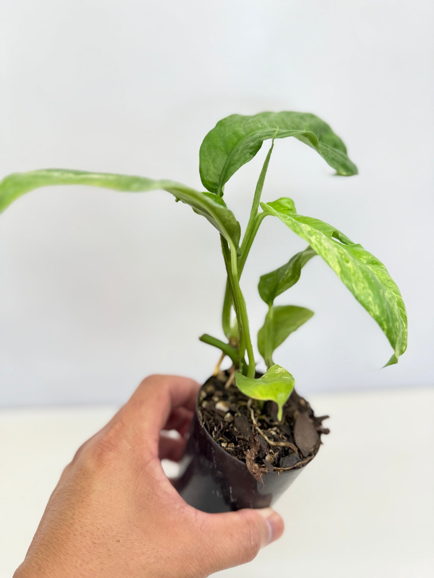 Rhaphidophora Puberula Variegata C65