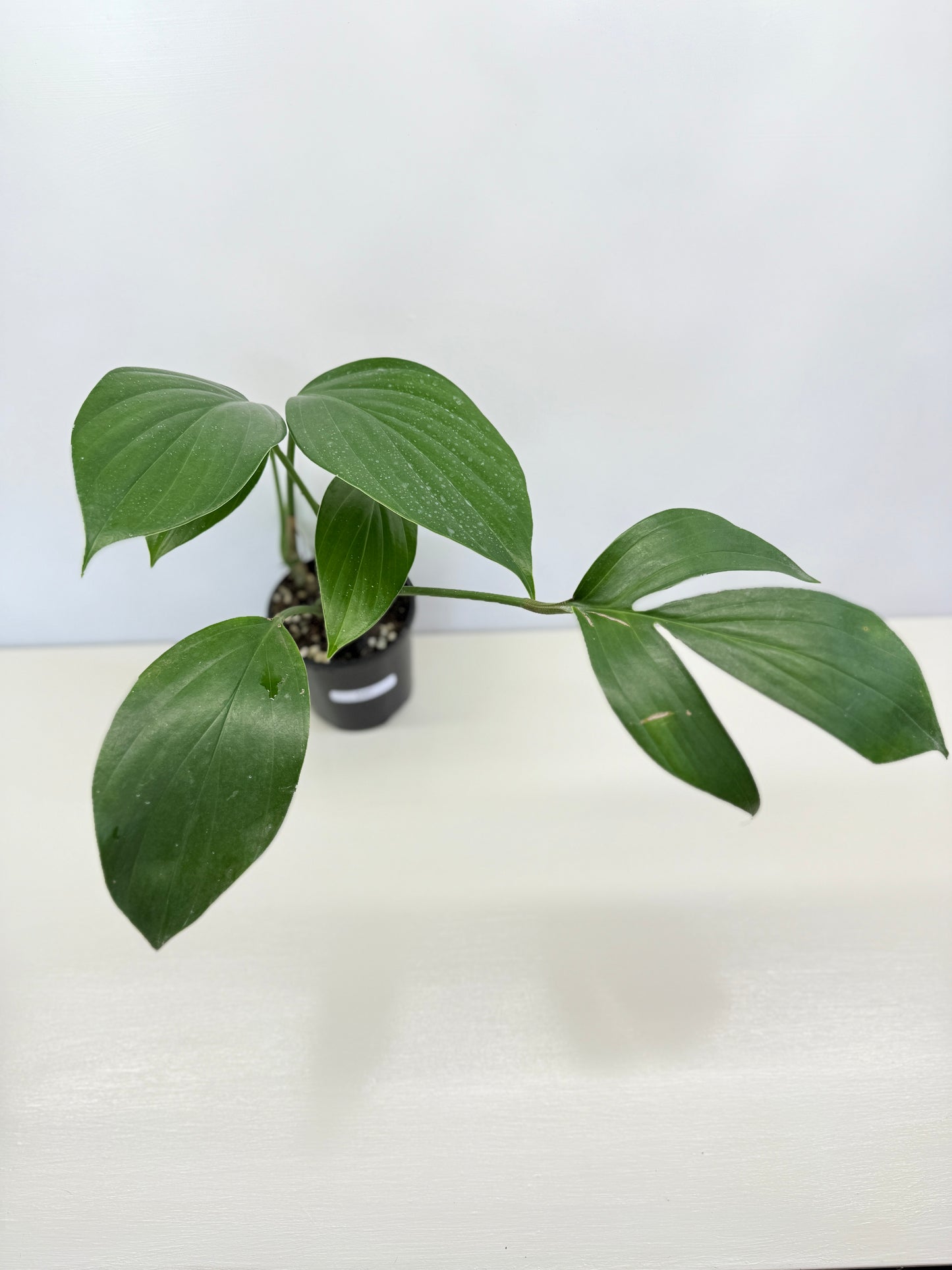 Rhaphidophora Decursiva 'Dragon Tail' C67