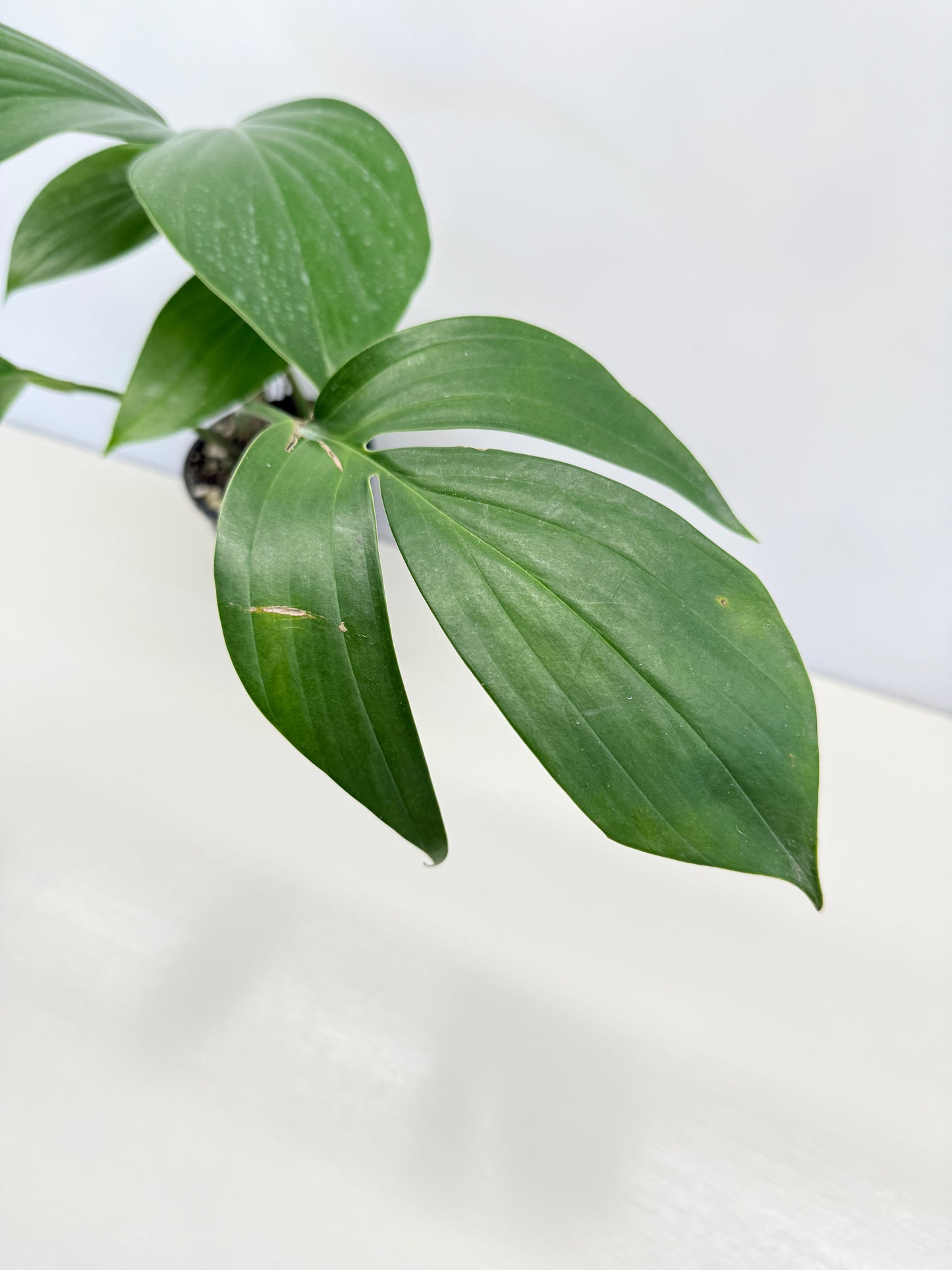 Rhaphidophora Decursiva 'Dragon Tail' C67