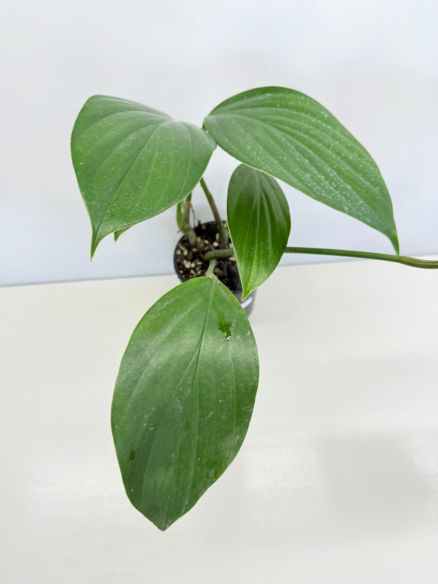 Rhaphidophora Decursiva 'Dragon Tail' C67