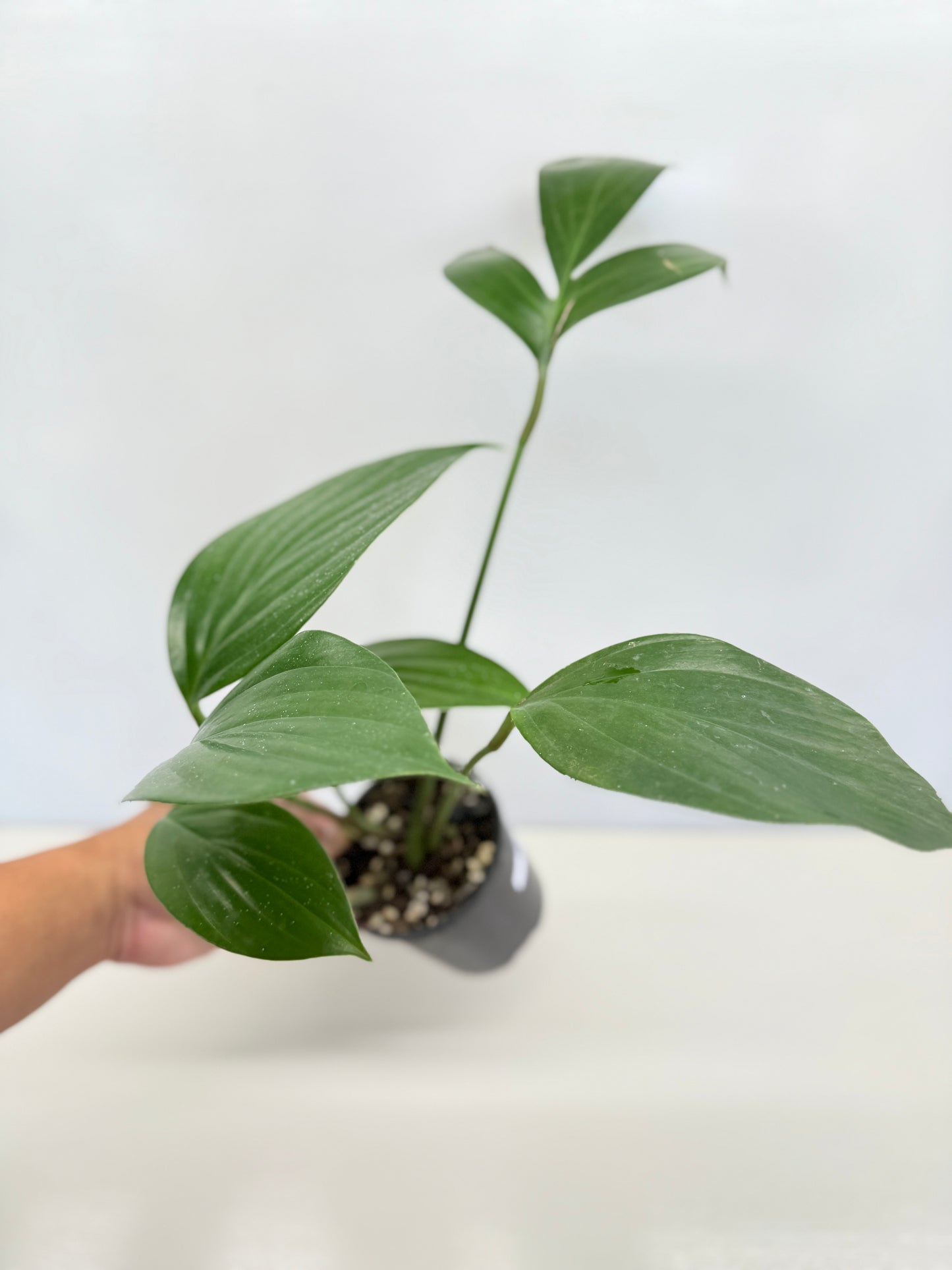 Rhaphidophora Decursiva 'Dragon Tail' C67