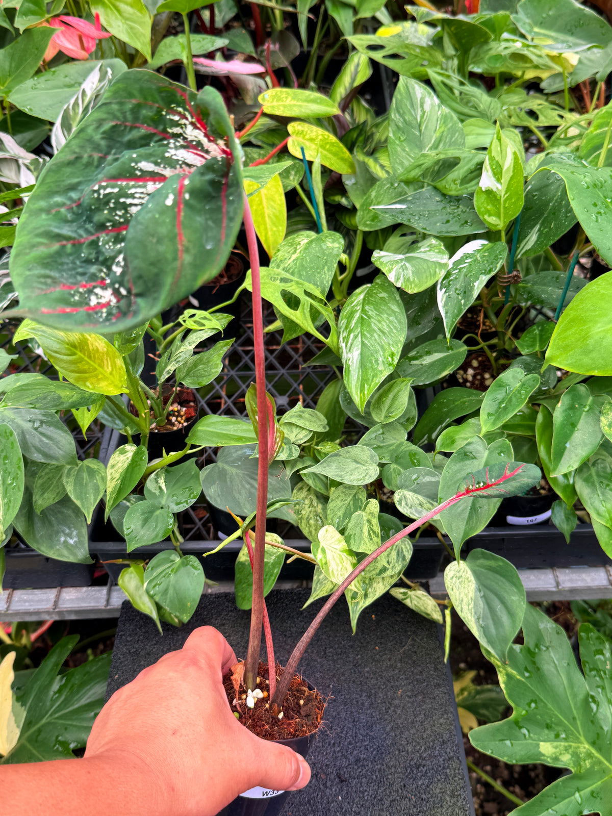 Caladium 'Lotus' W33