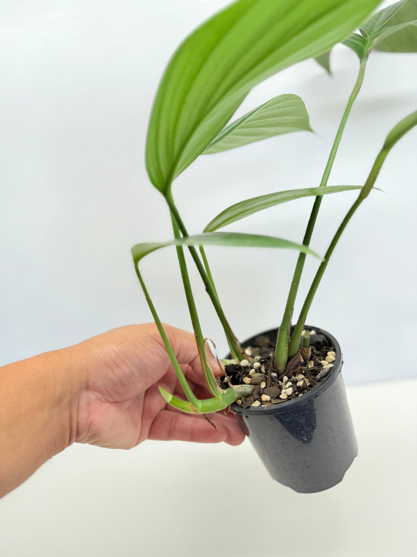 Rhaphidophora Decursiva 'Dragon Tail' C67