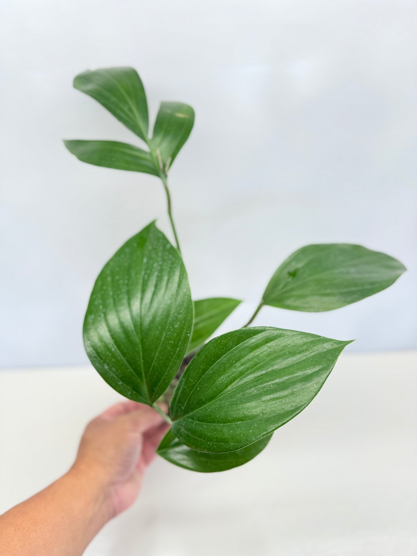 Rhaphidophora Decursiva 'Dragon Tail' C67