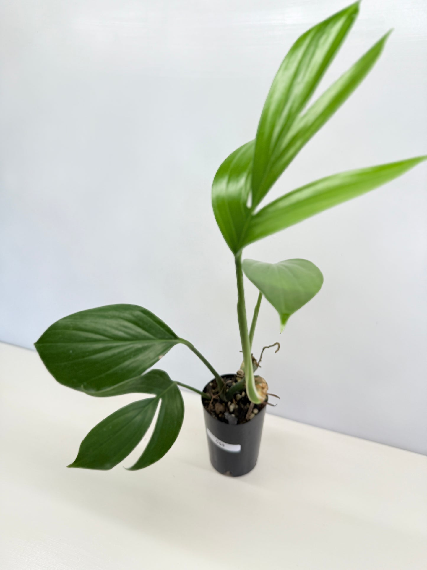 Rhaphidophora Decursiva 'Dragon Tail' C68