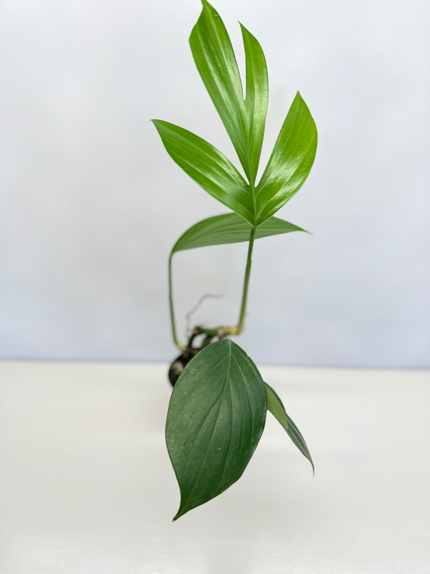 Rhaphidophora Decursiva 'Dragon Tail' C68