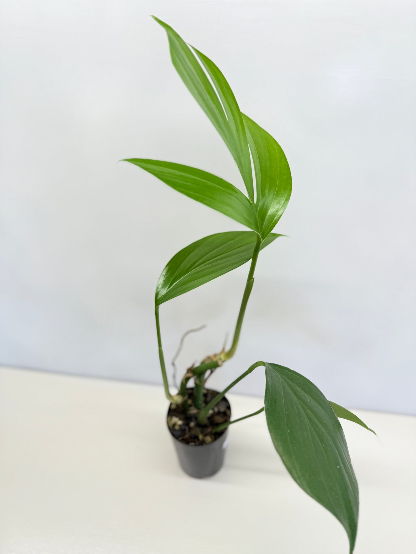 Rhaphidophora Decursiva 'Dragon Tail' C68