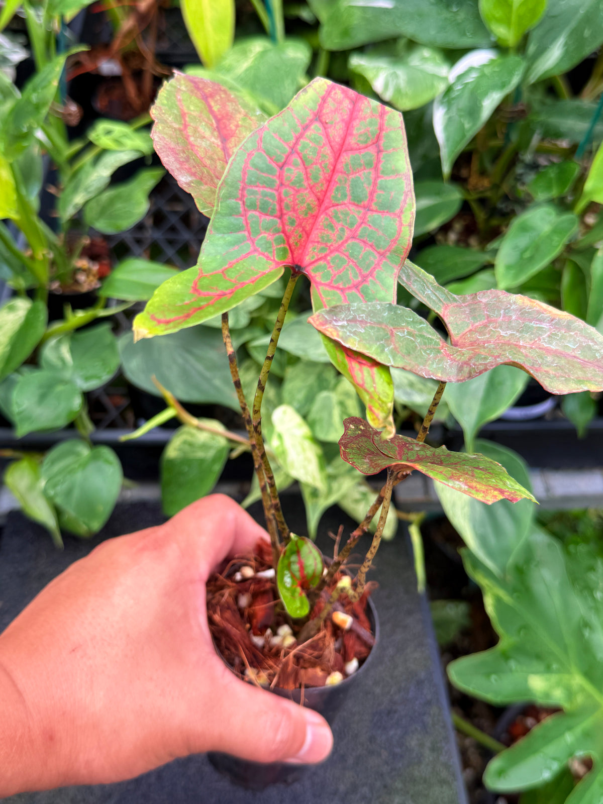 Cyrtosperma johnstonii W37