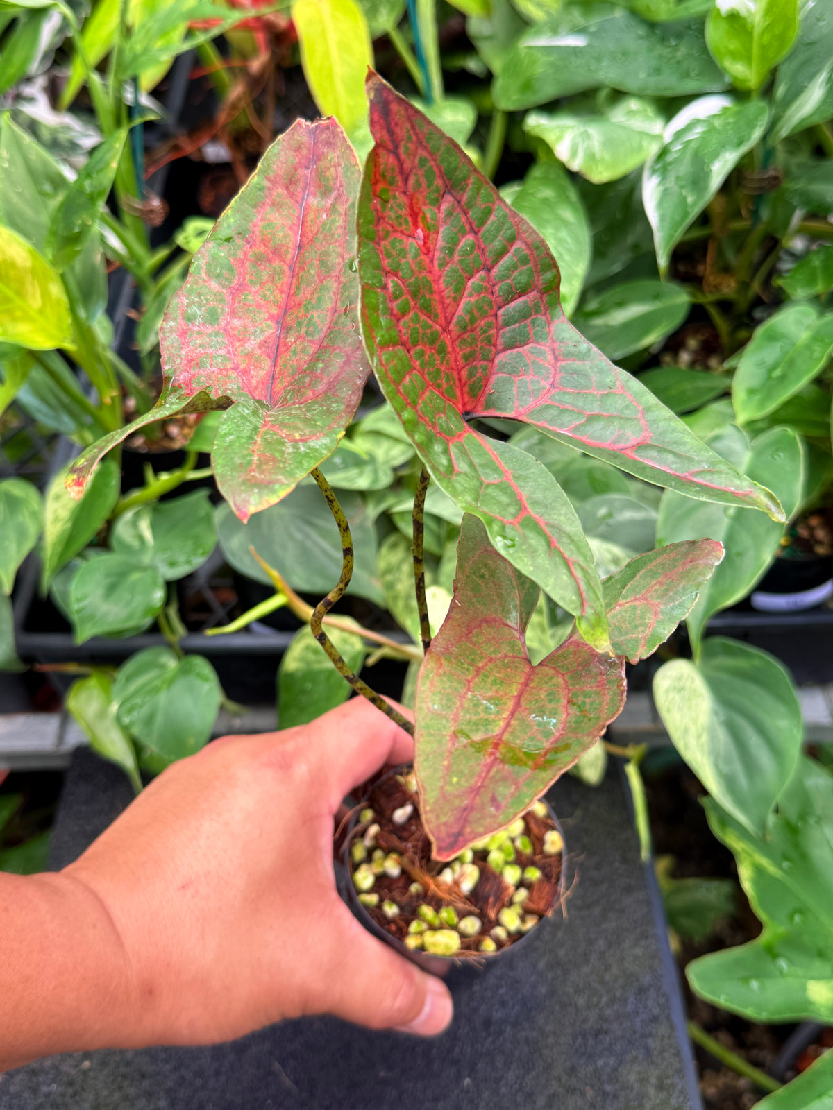 Cyrtosperma johnstonii W35