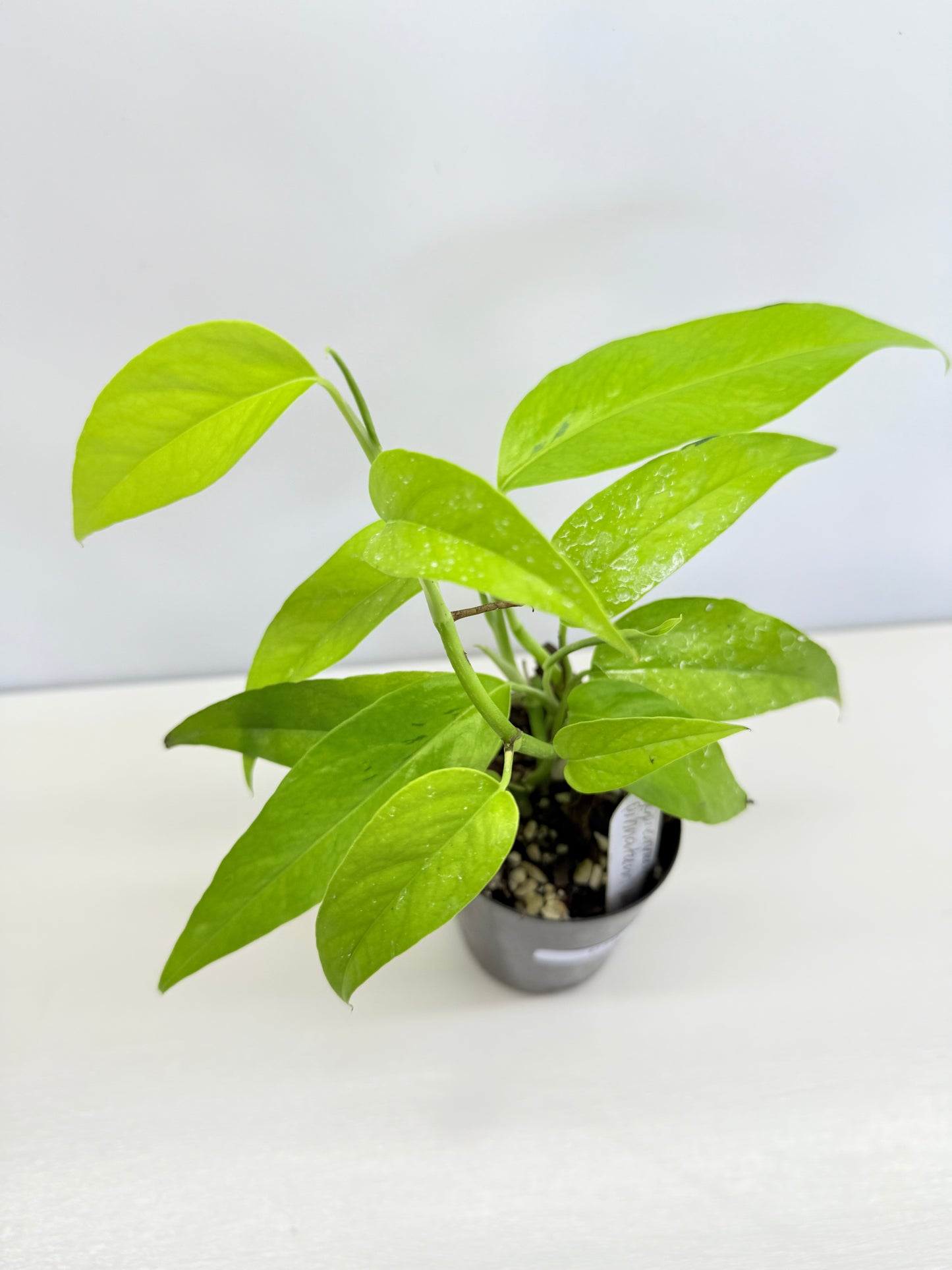 Epipremnum pinnatum 'Neon' C70