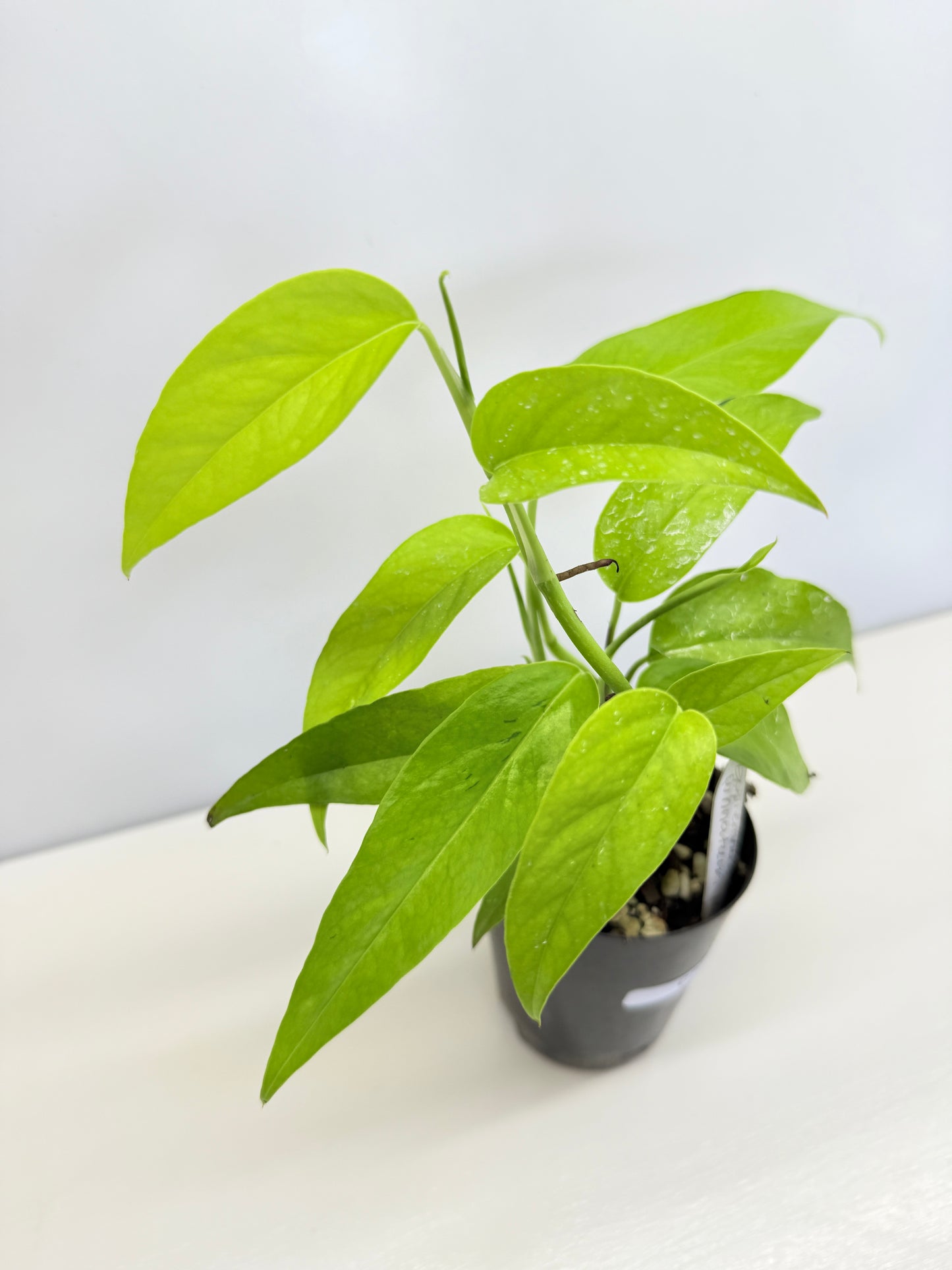 Epipremnum pinnatum 'Neon' C70