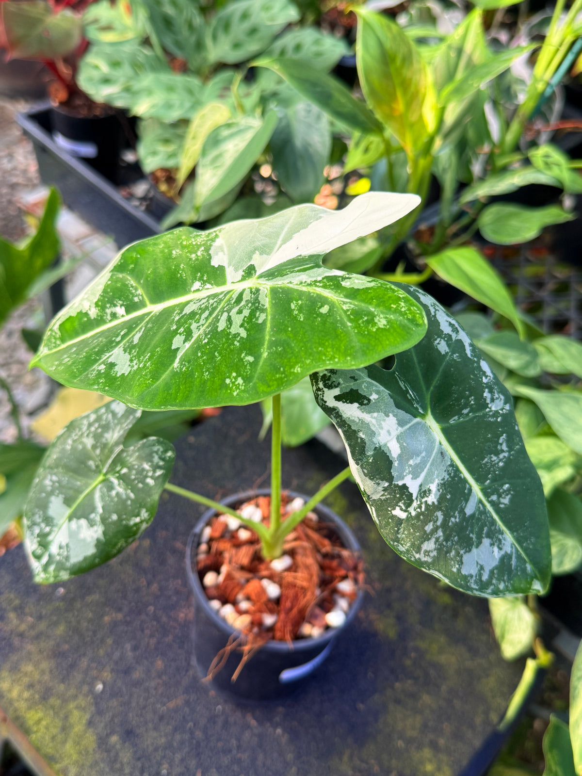 Alocasia Frydek Variegated W40