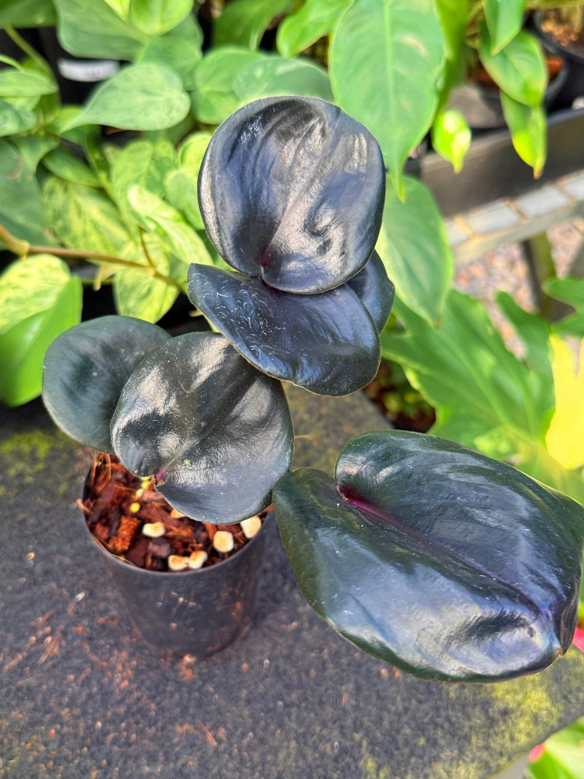 Geogenanthus ciliatus 'Midnight Pearl' W38