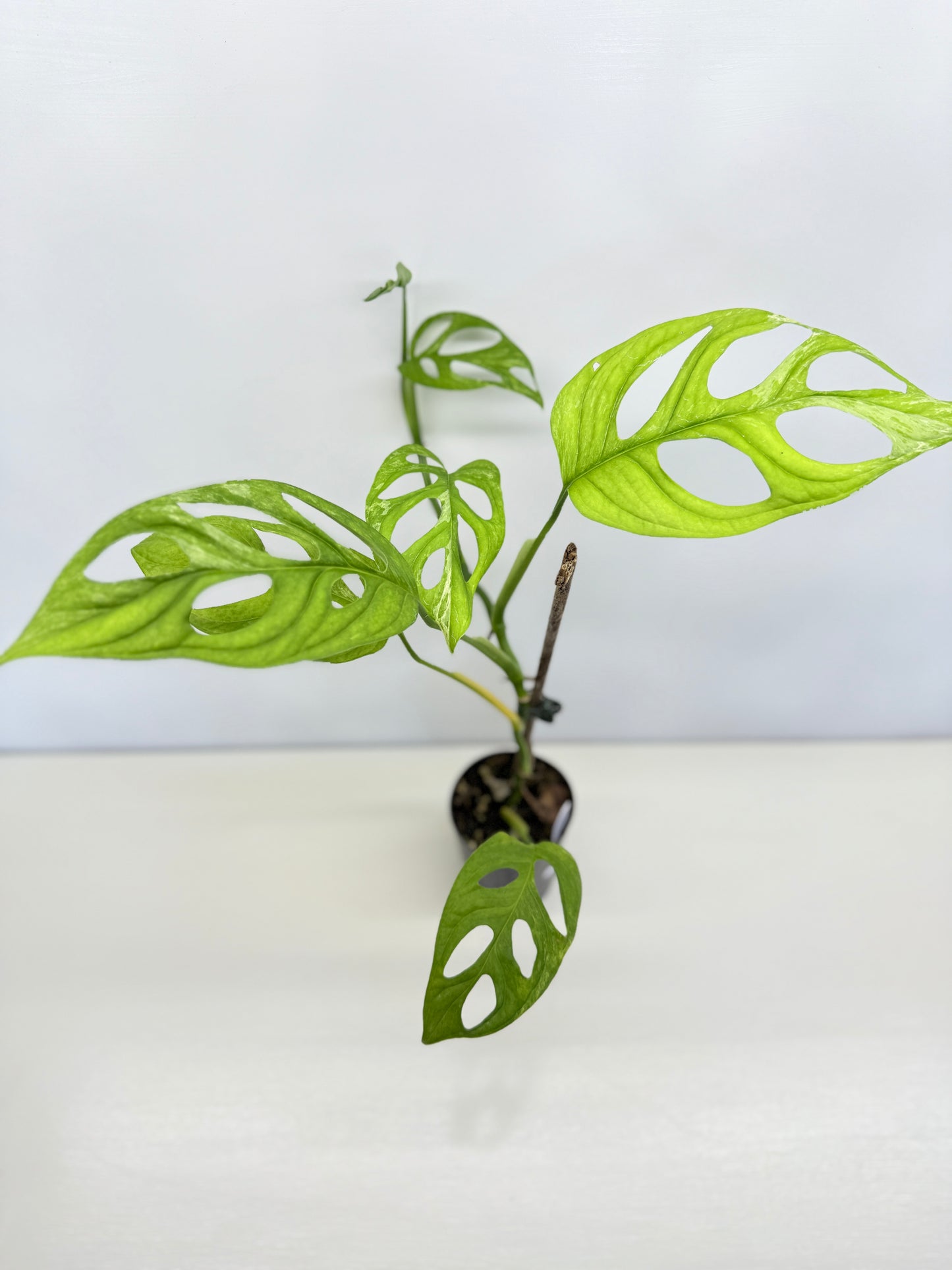 Monstera adansonii Indonesian Form Mint A32