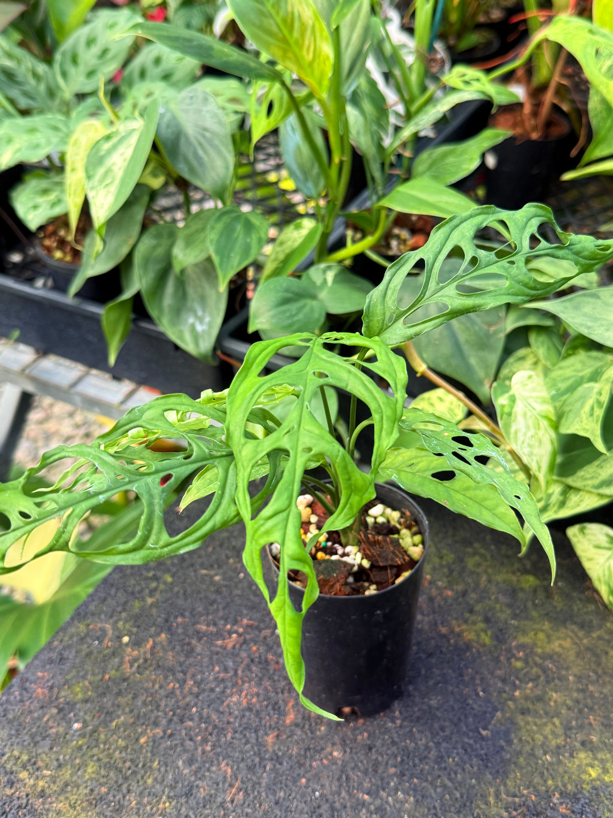 Monstera obliqua 'Peru' W44