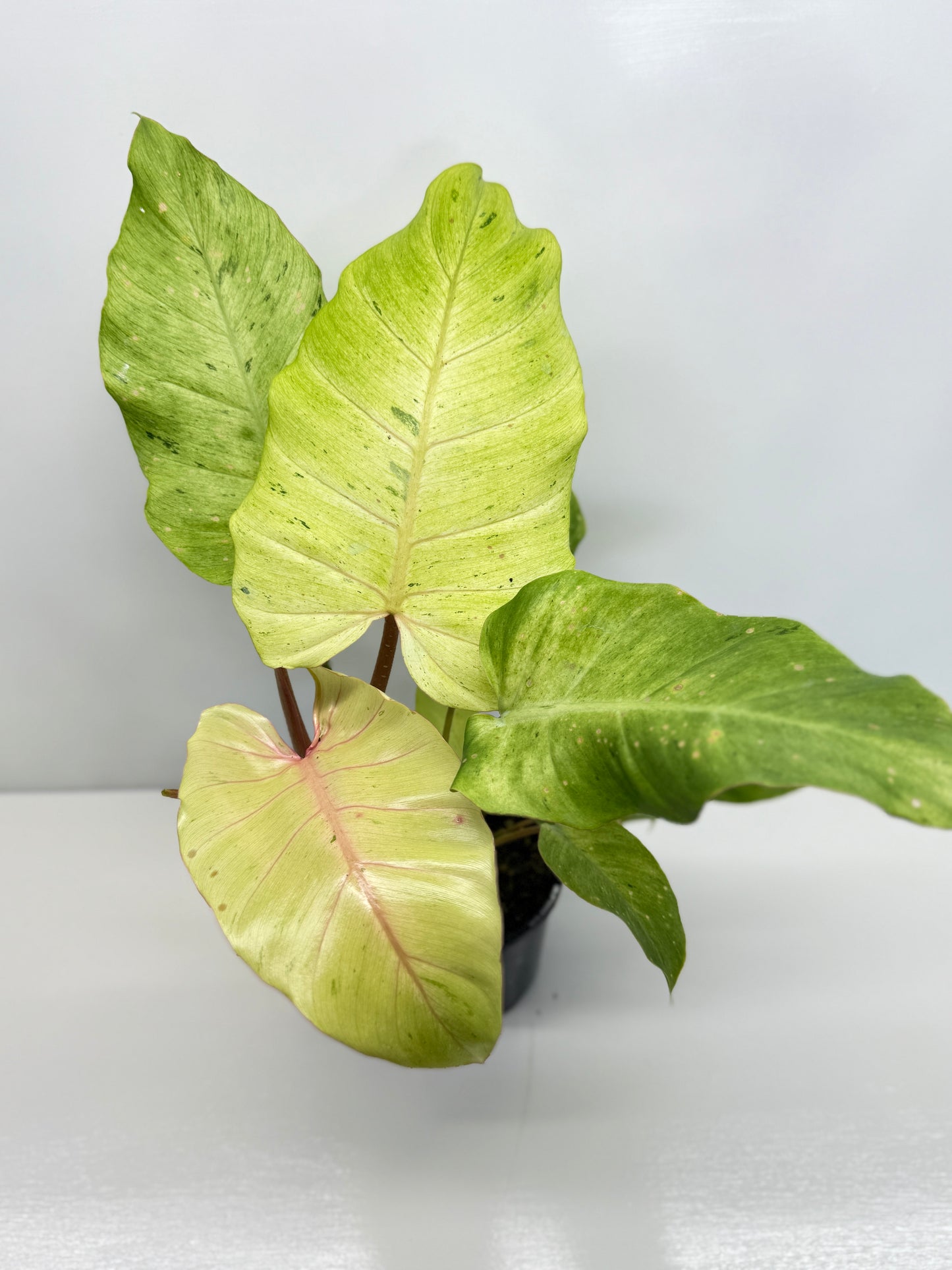 Philodendron Snow Drift - Best Pick of the Crop!