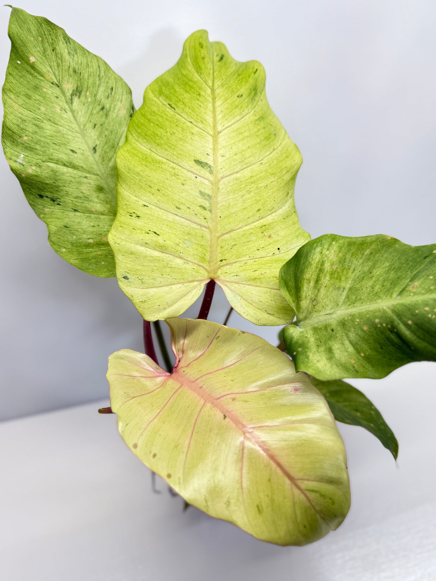 Philodendron Snow Drift - Best Pick of the Crop!