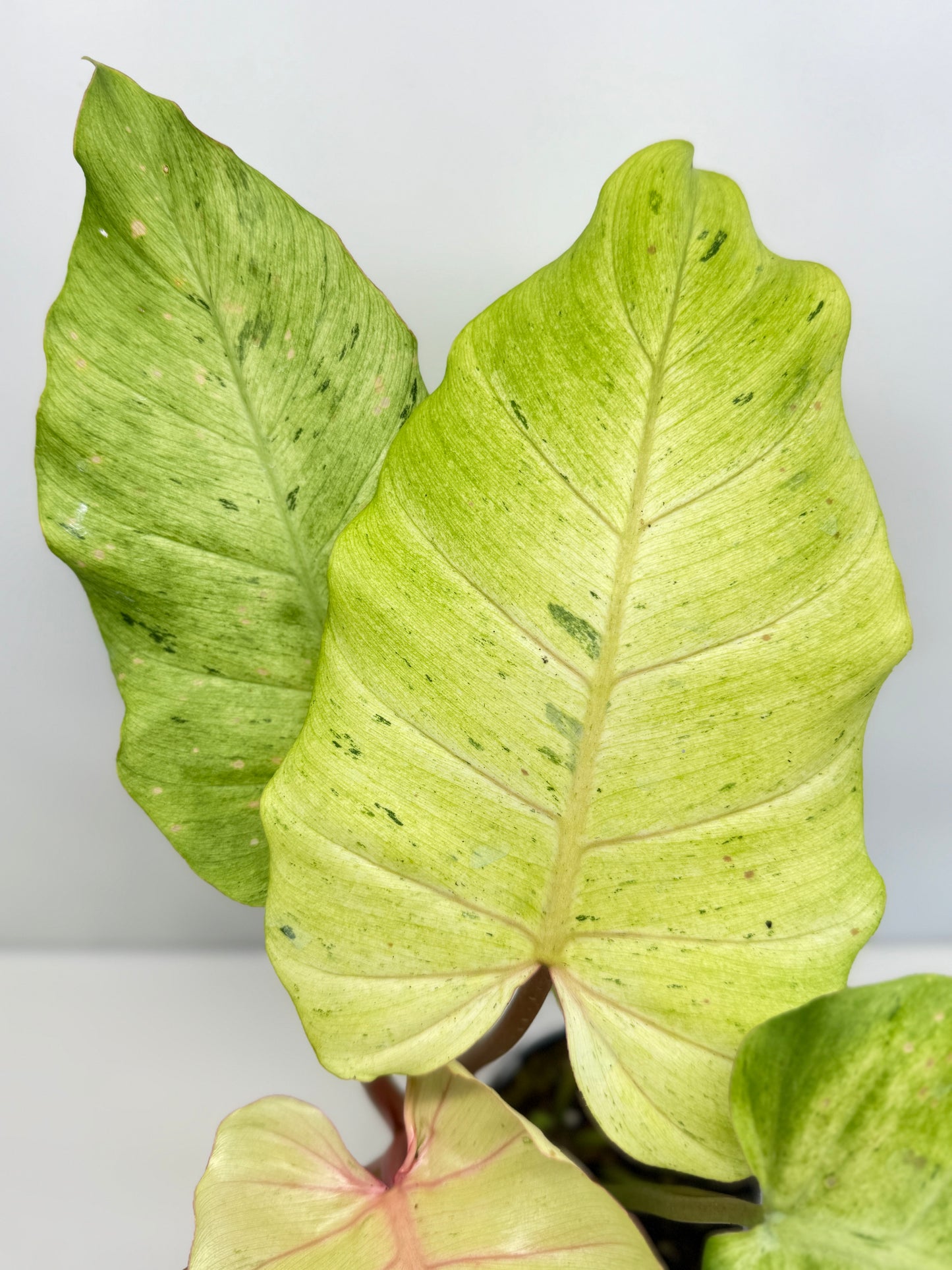 Philodendron Snow Drift - Best Pick of the Crop!