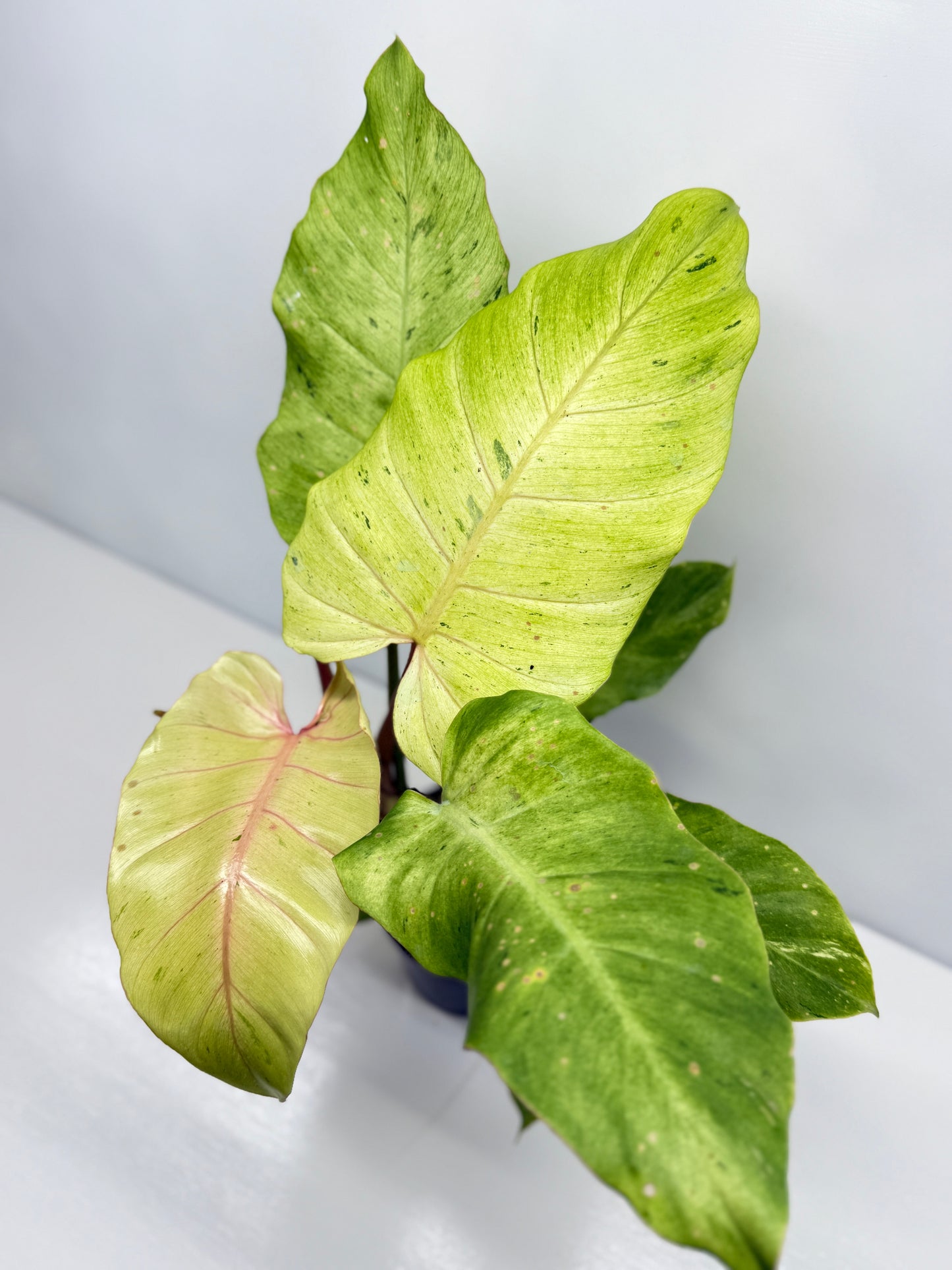 Philodendron Snow Drift - Best Pick of the Crop!