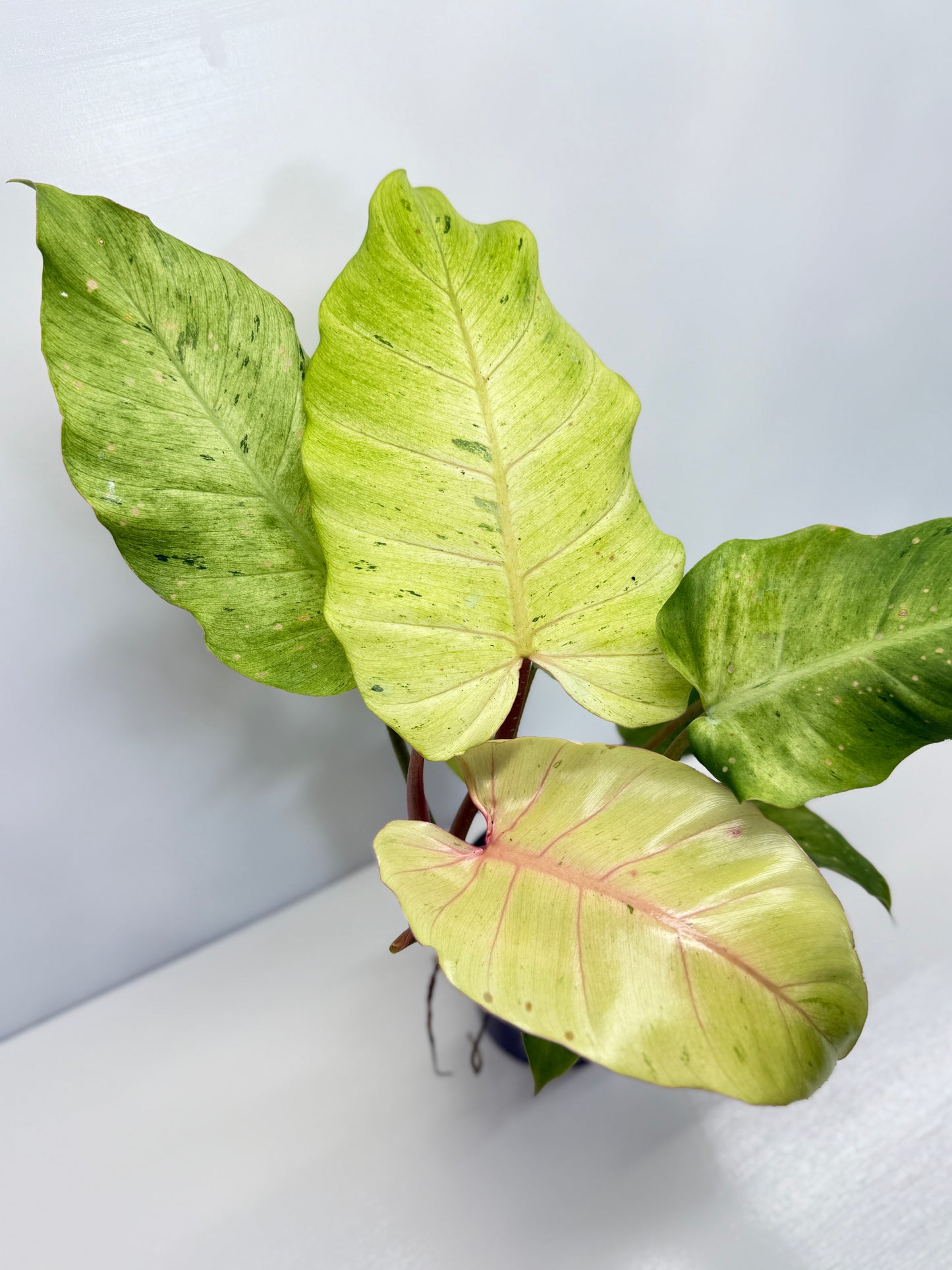 Philodendron Snow Drift - Best Pick of the Crop!