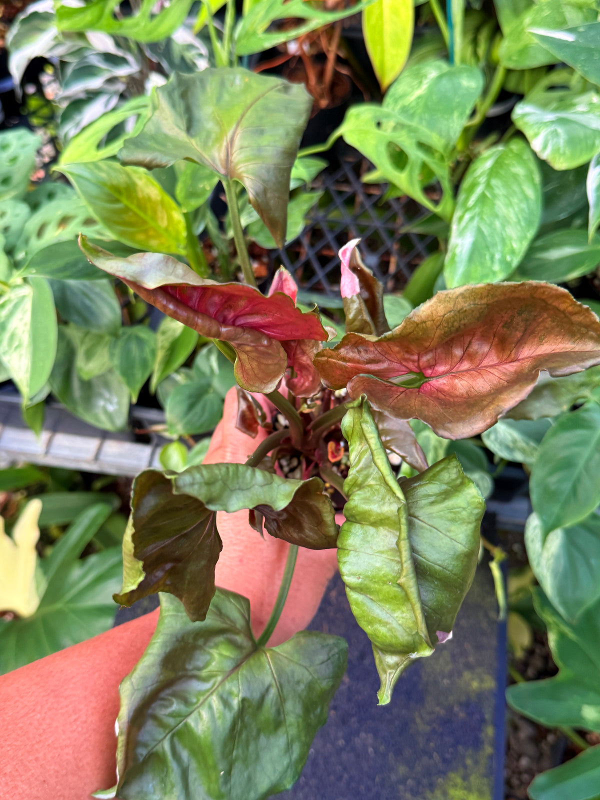 Syngonium 'Strawberry Ice' W46