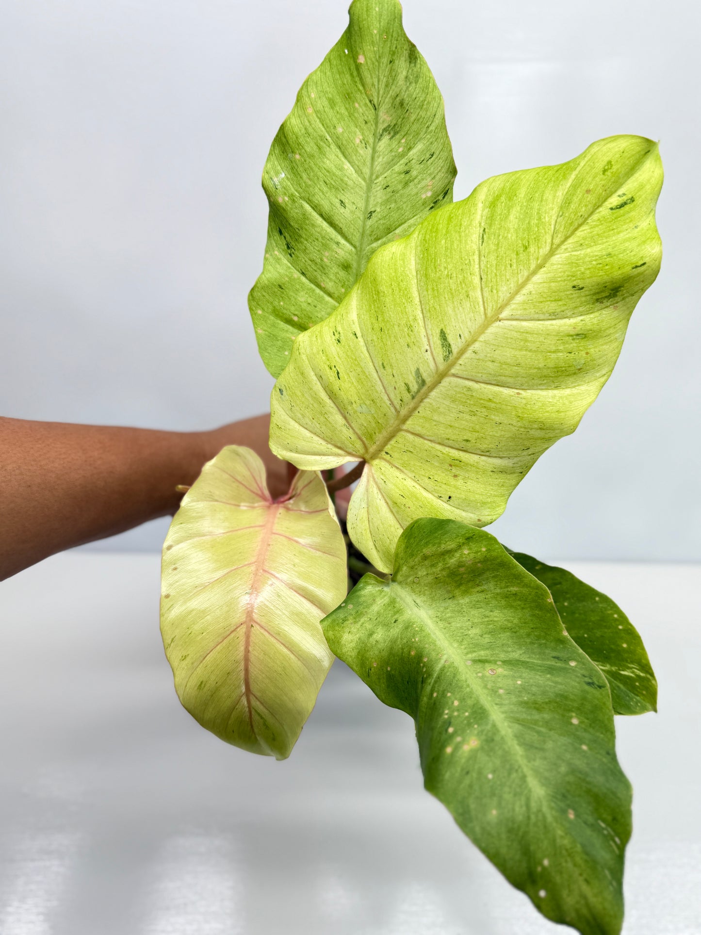 Philodendron Snow Drift - Best Pick of the Crop!