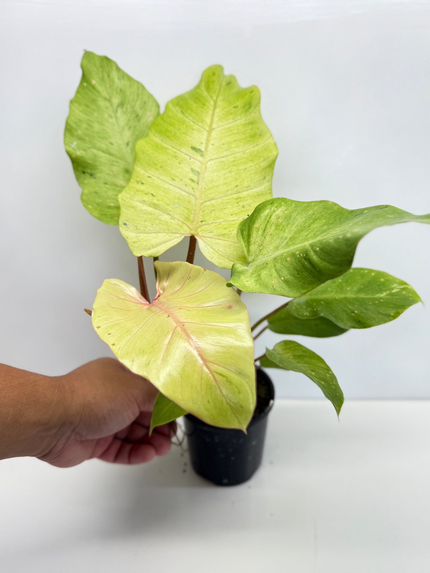 Philodendron Snow Drift - Best Pick of the Crop!