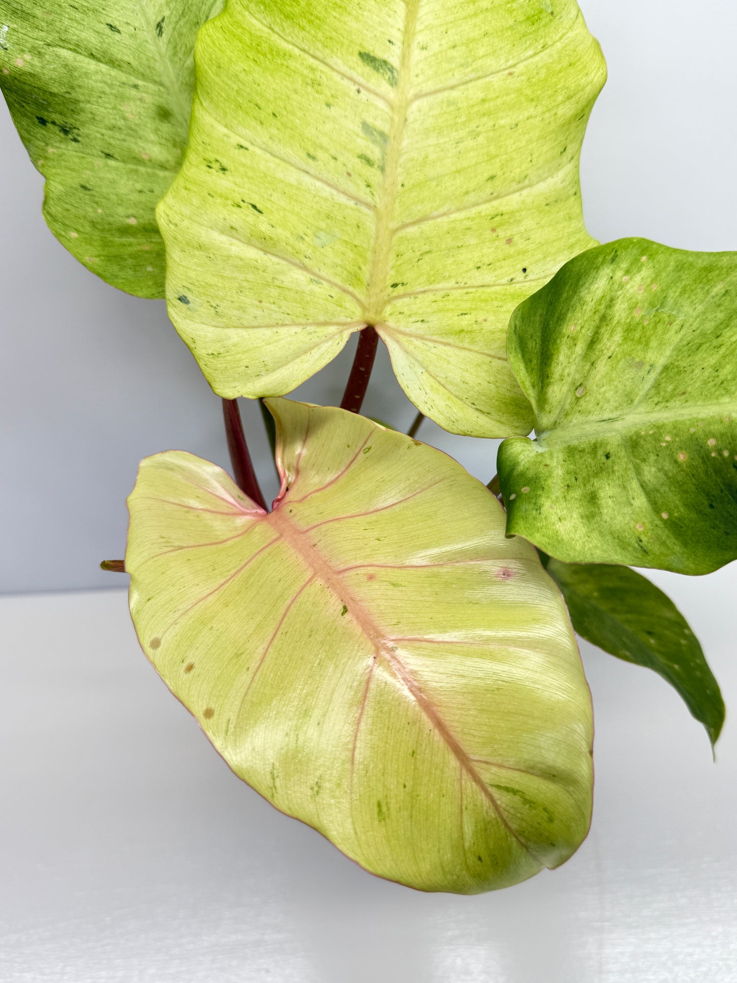 Philodendron Snow Drift - Best Pick of the Crop!