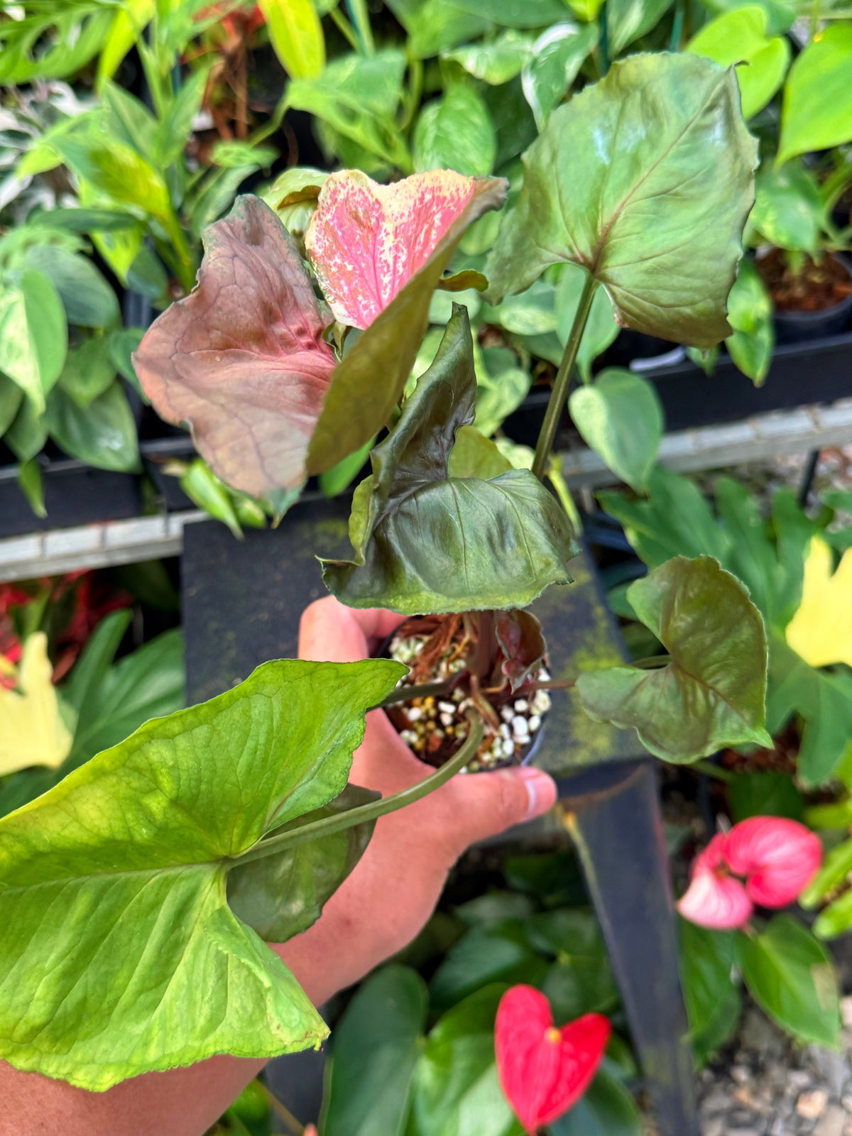 Syngonium 'Strawberry Ice' W47