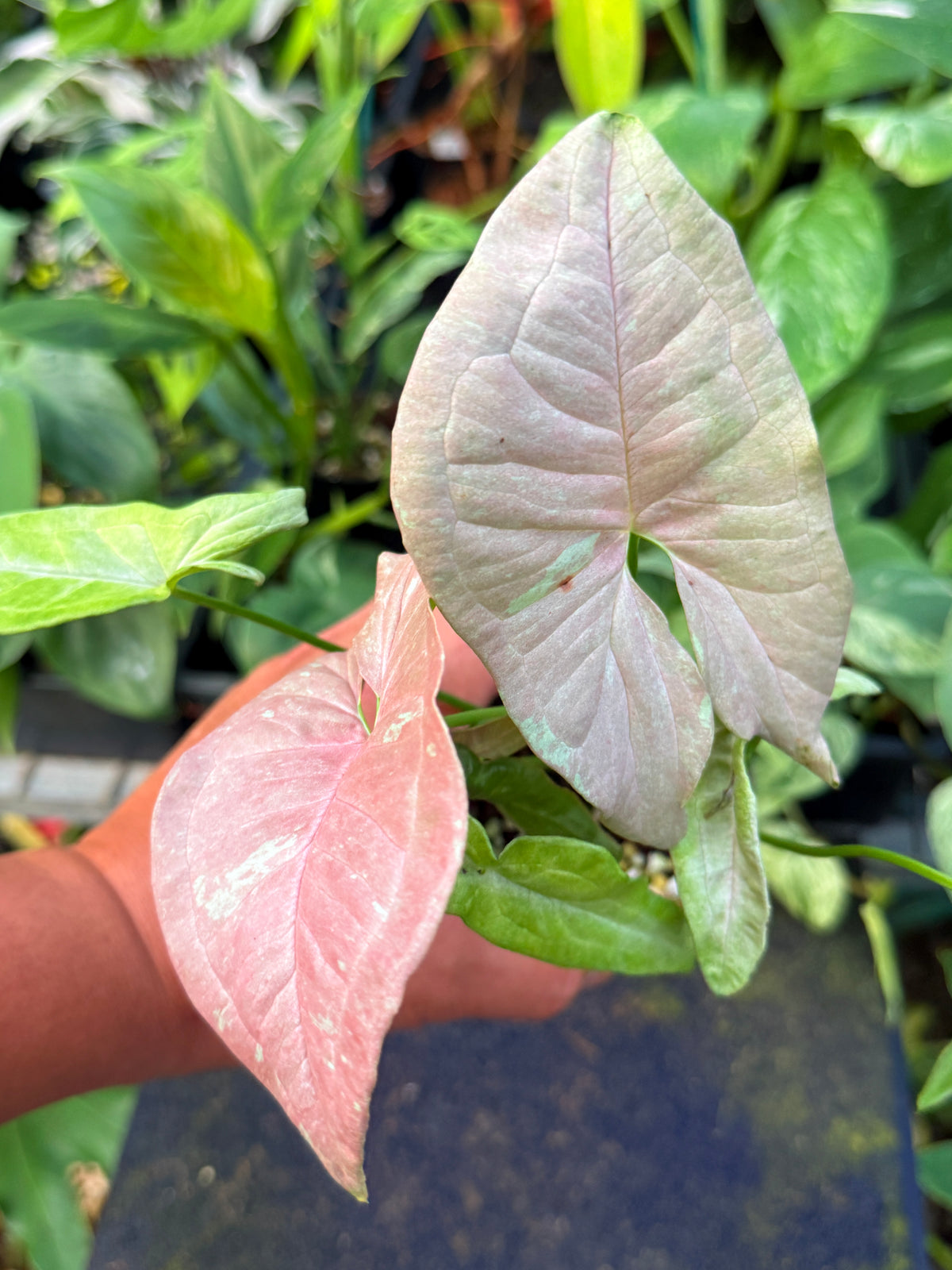 Syngonium NOID W48