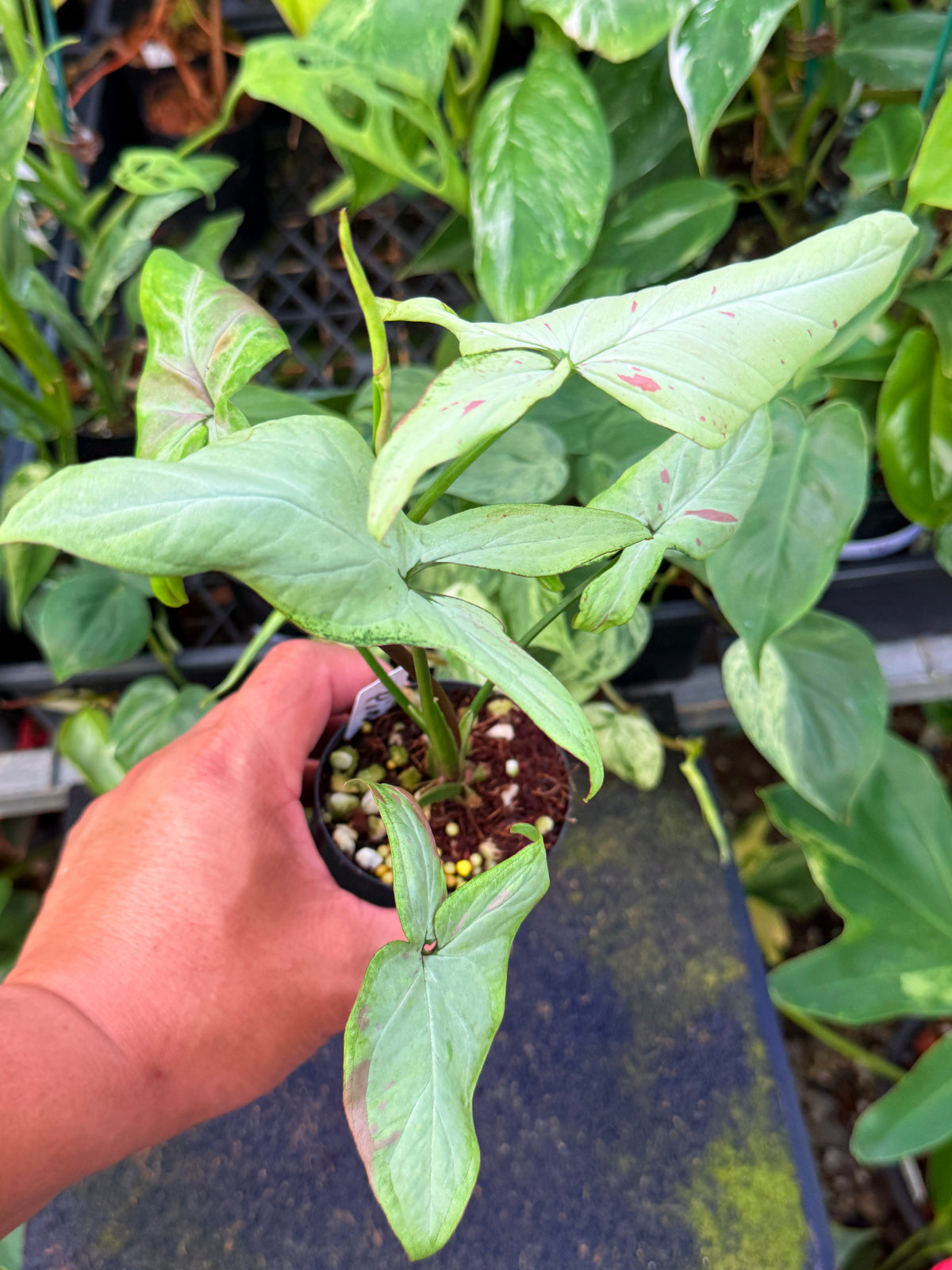 Syngonium 'Pink Salmon' W50