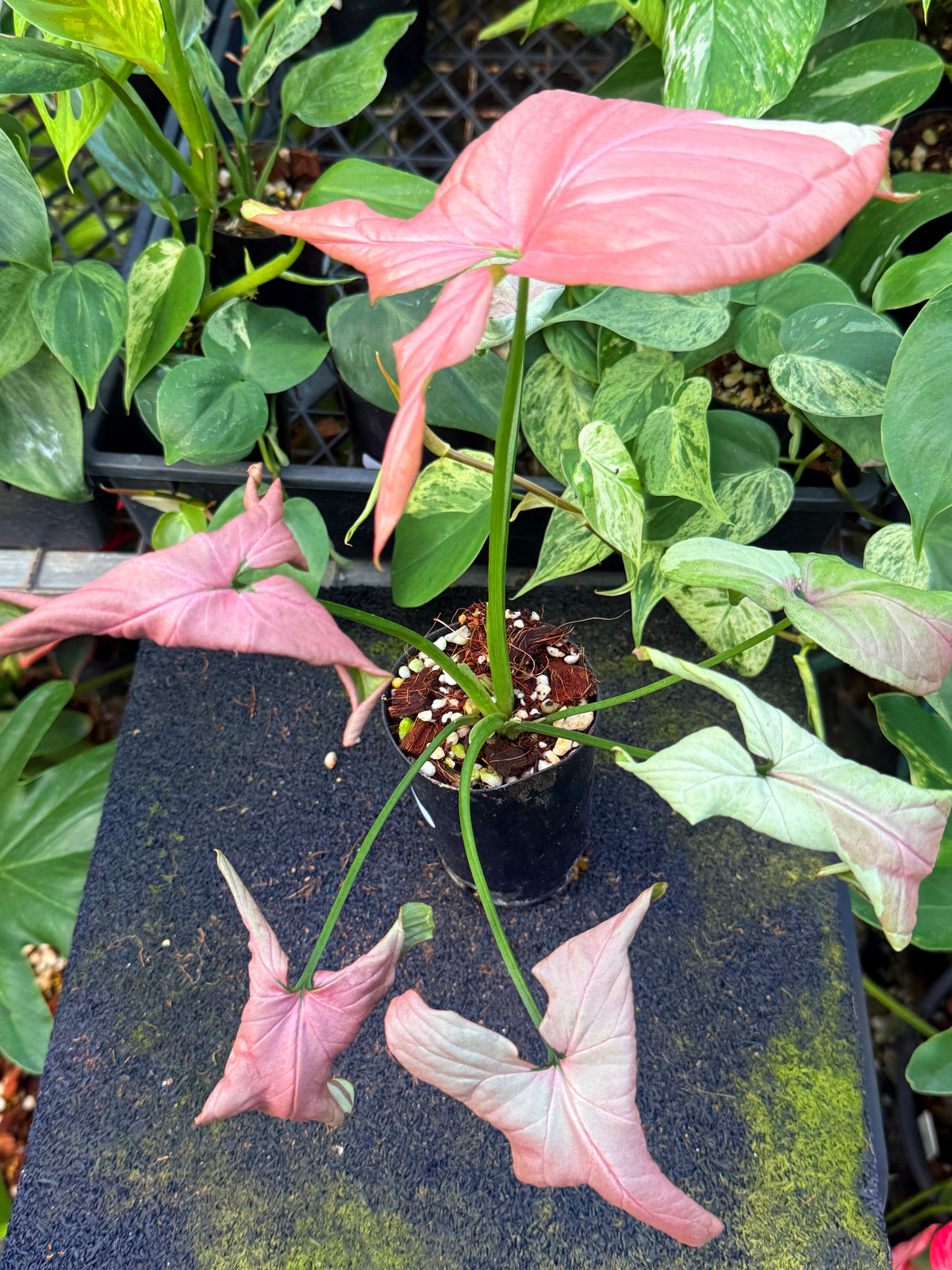 Syngonium 'Strawberry Milk' W53