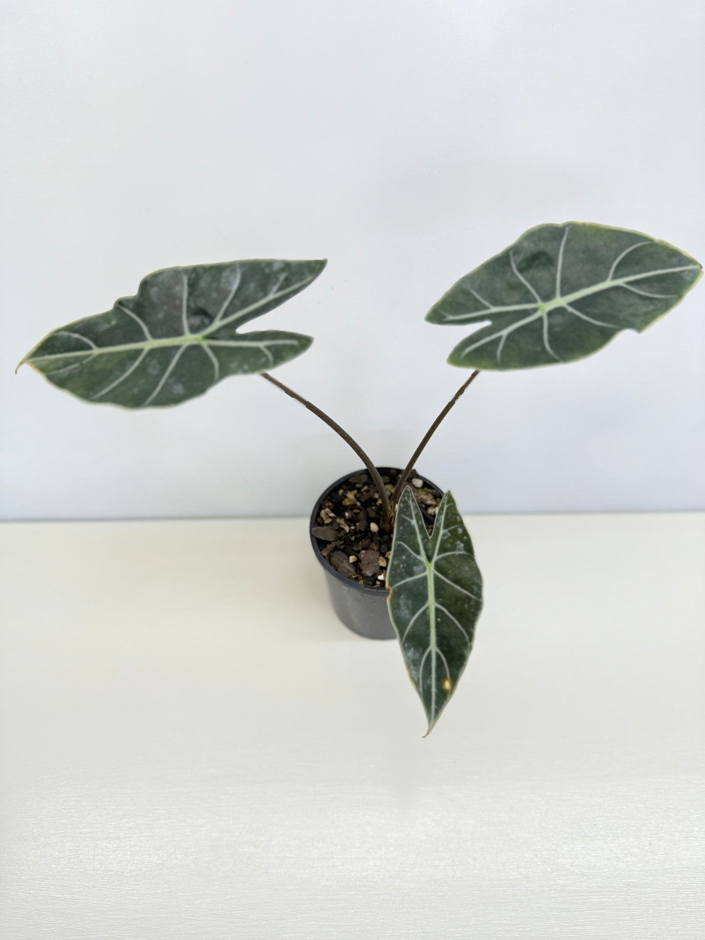 Alocasia 'Dragon Tooth' C78