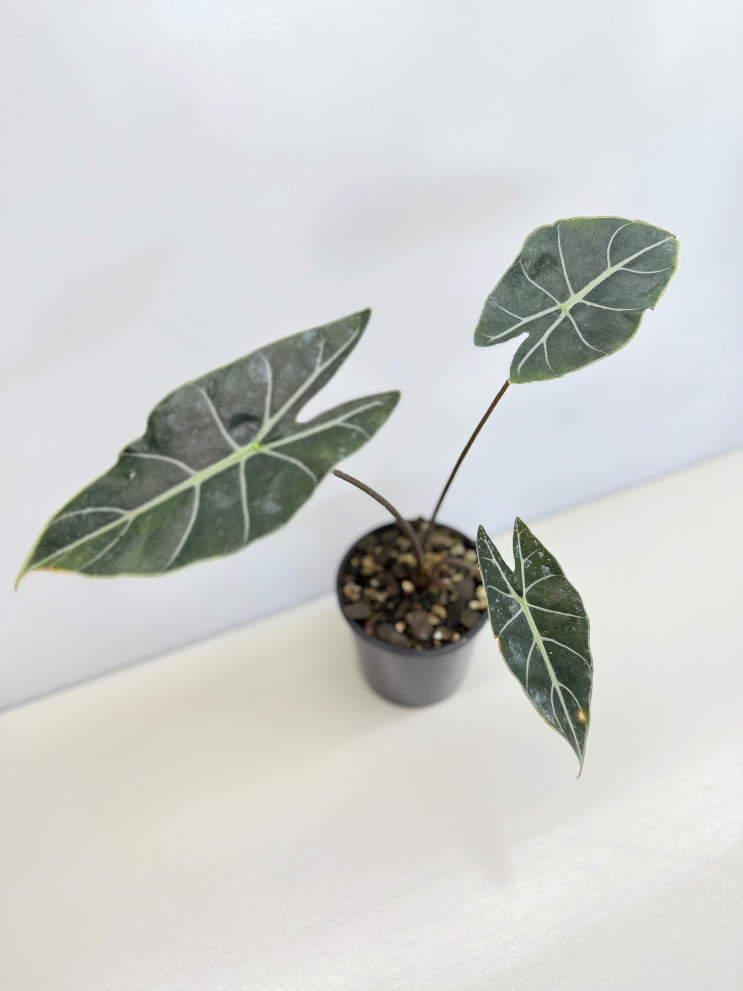 Alocasia 'Dragon Tooth' C78