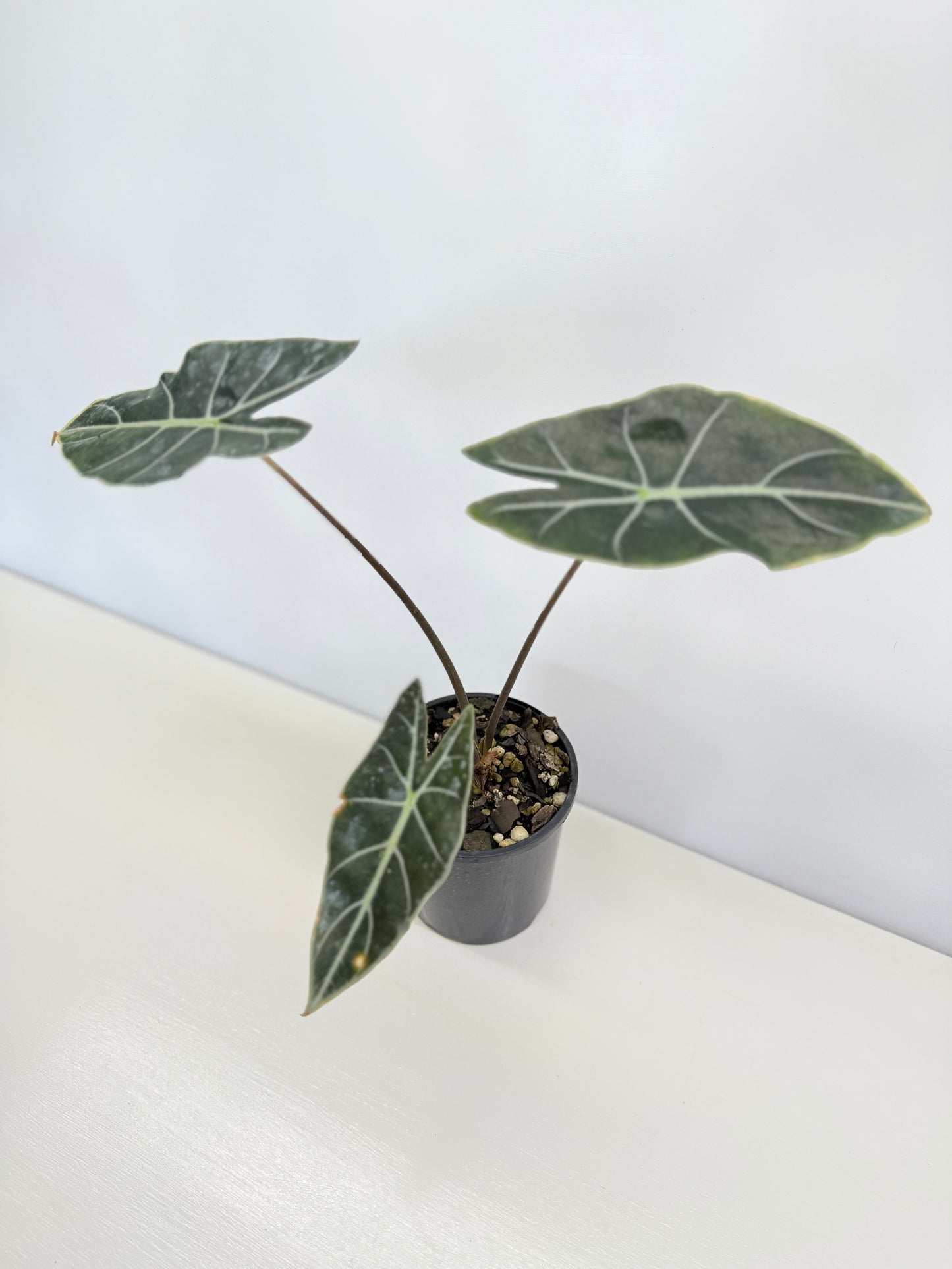 Alocasia 'Dragon Tooth' C78
