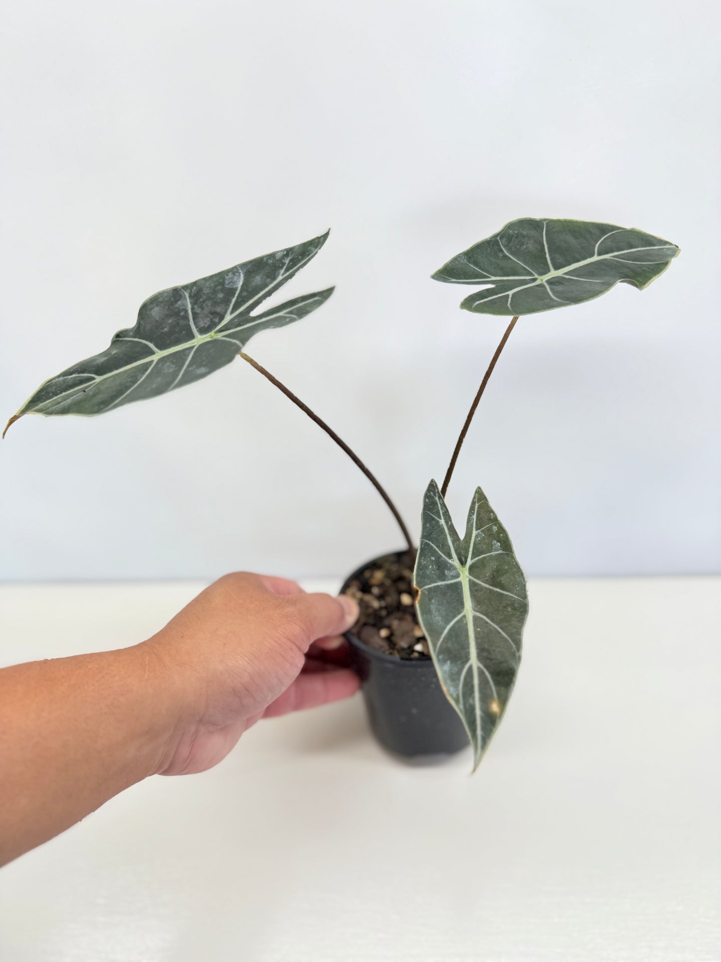 Alocasia 'Dragon Tooth' C78