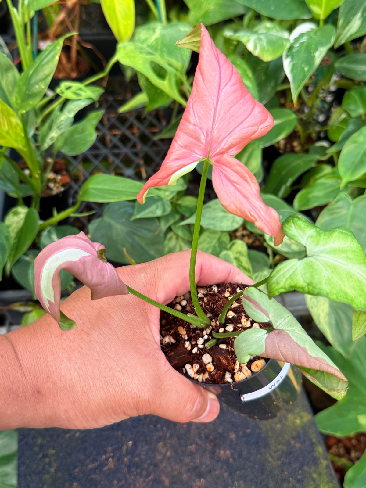 Syngonium 'Strawberry Milk' W52