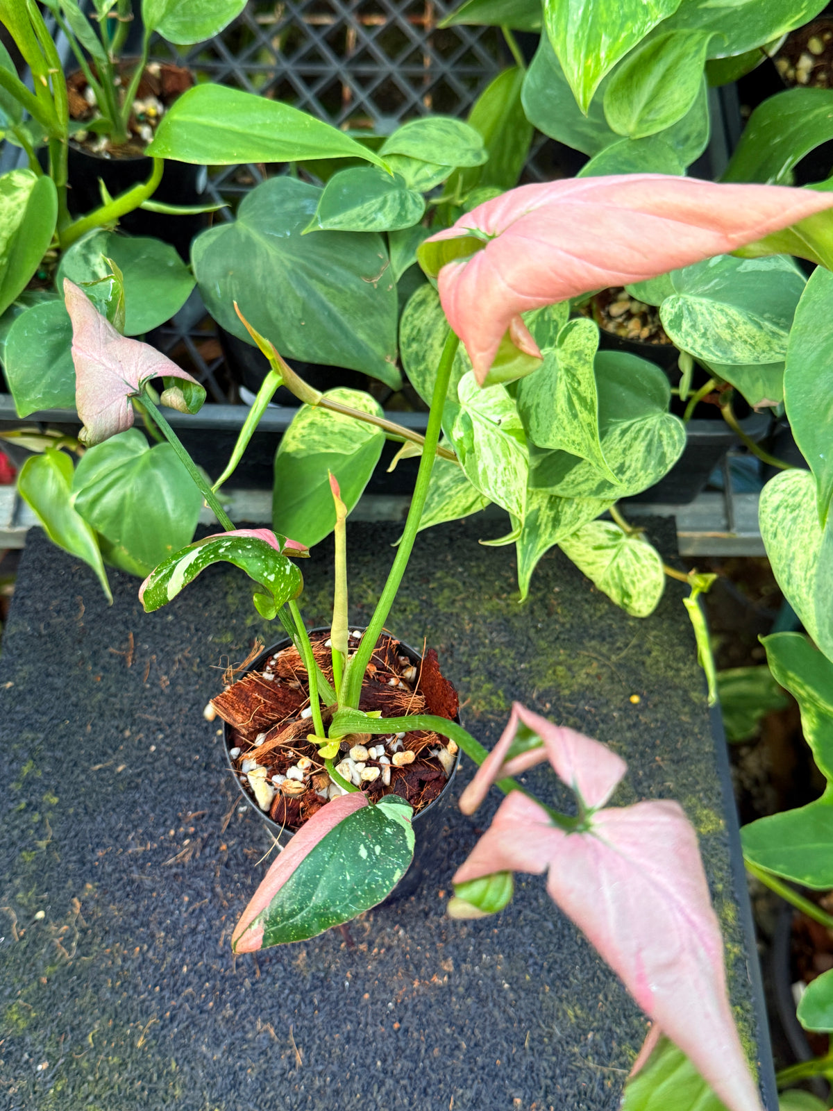 Syngonium 'Red Spot Tricolour' I71