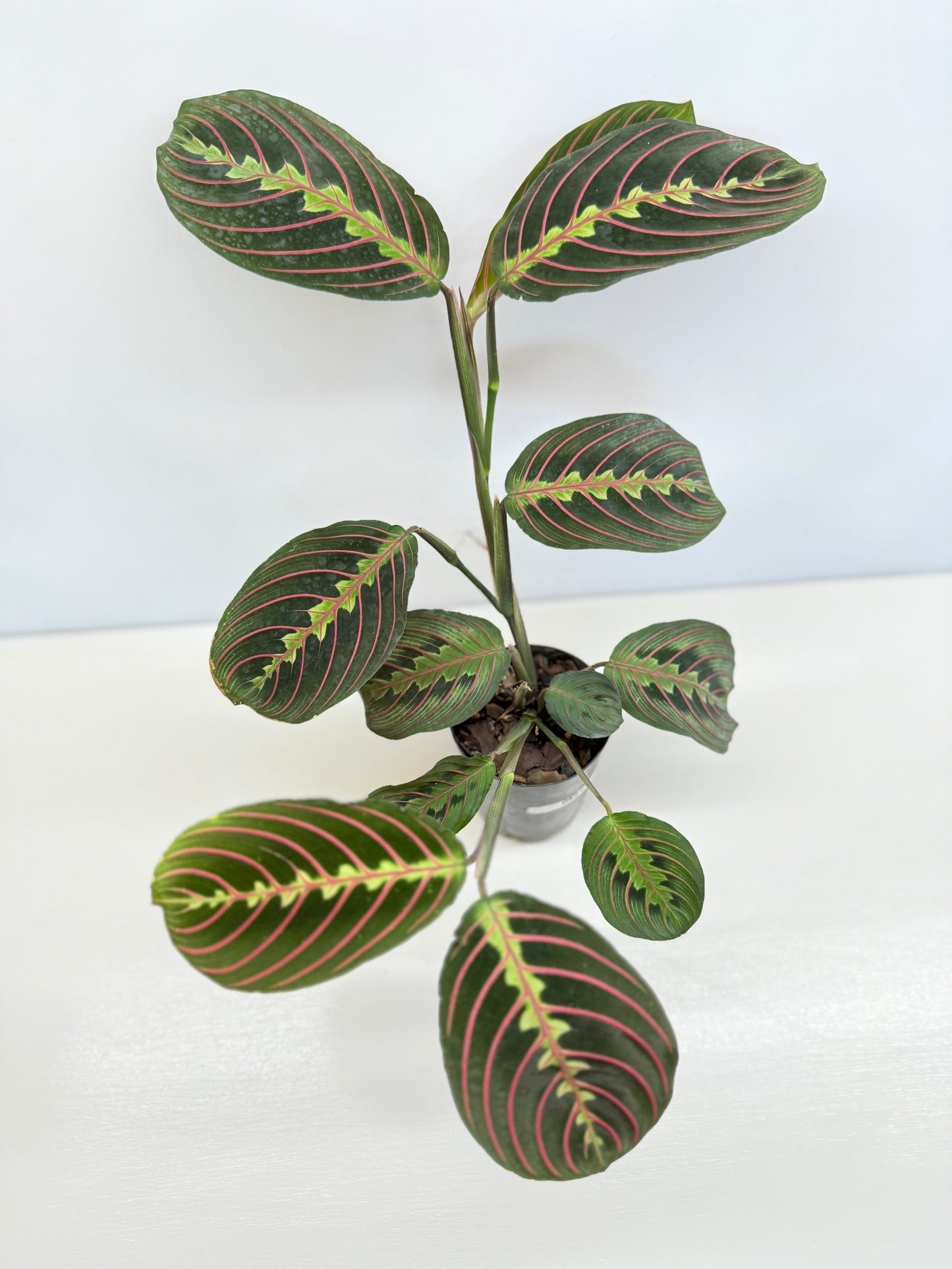Maranta leuconeura 'Red Vein' F47