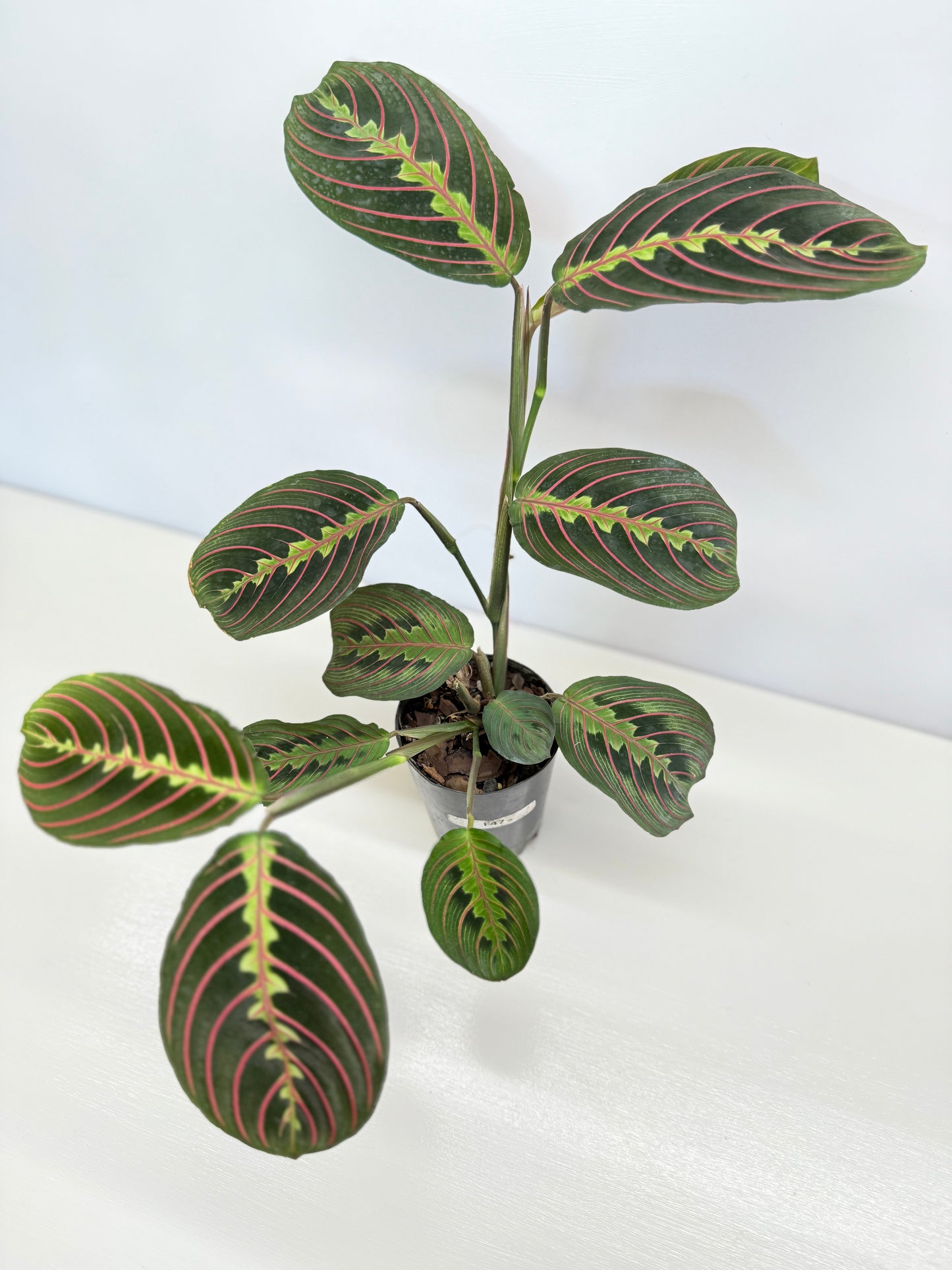 Maranta leuconeura 'Red Vein' F47