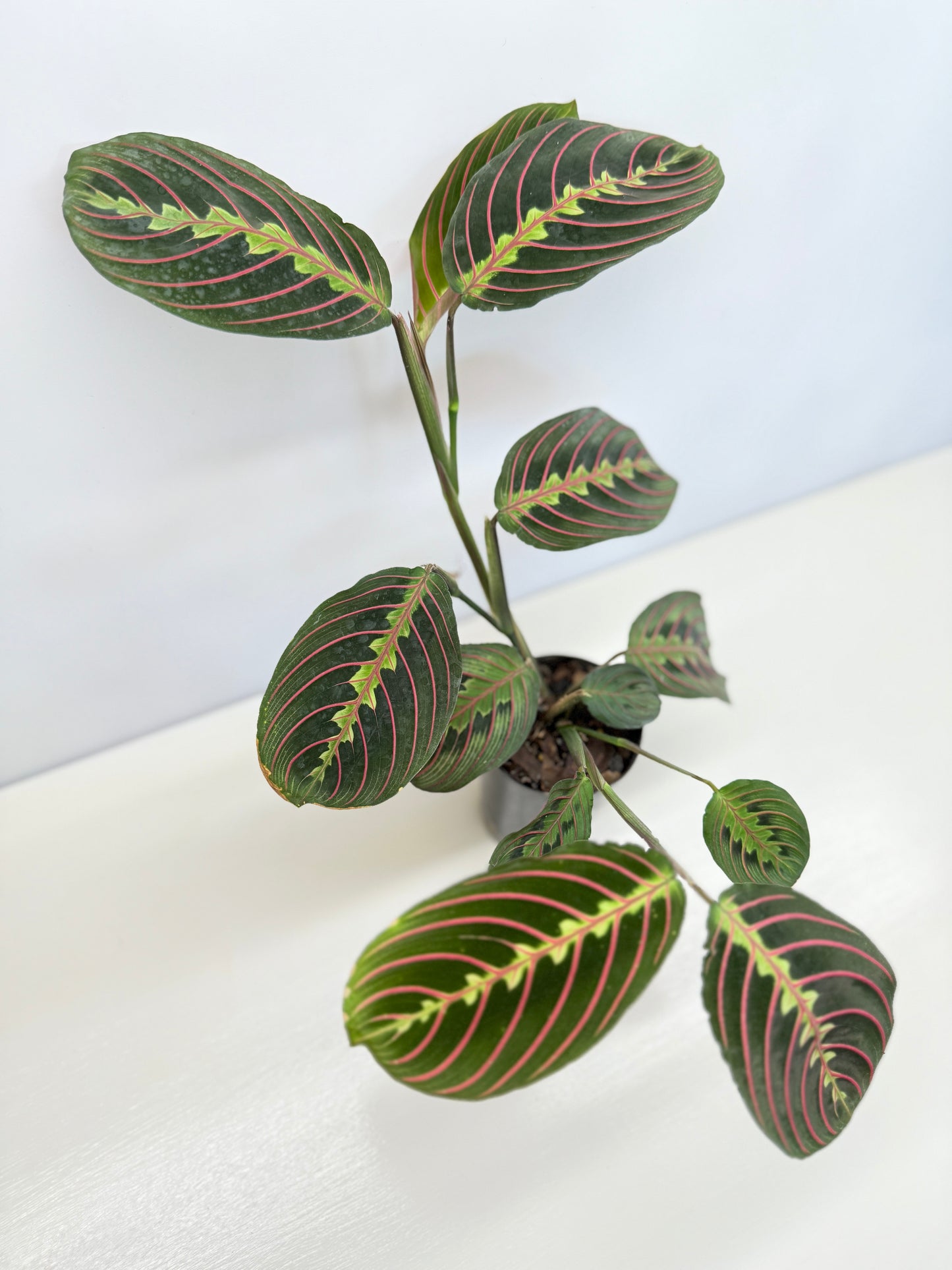 Maranta leuconeura 'Red Vein' F47