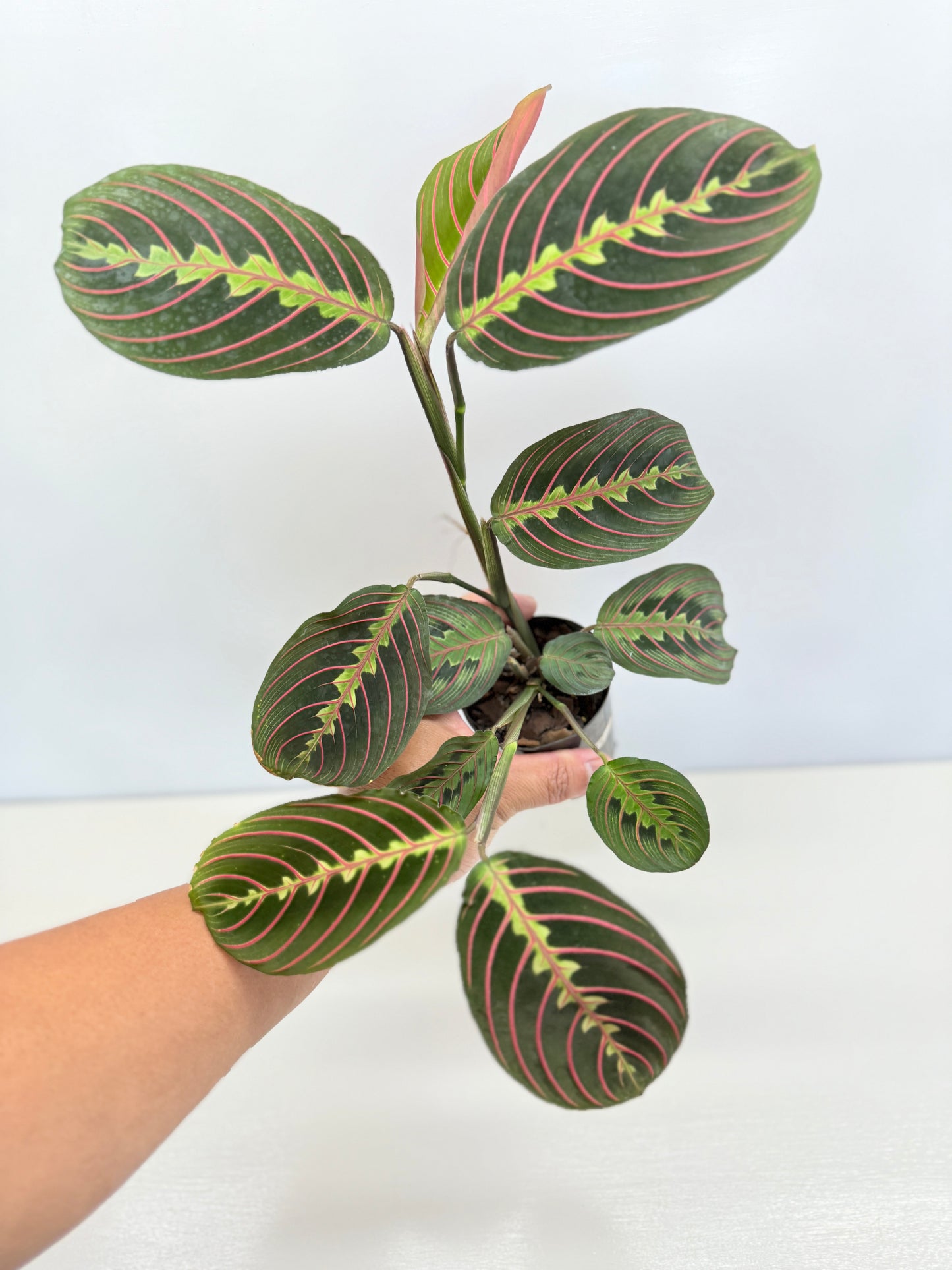 Maranta leuconeura 'Red Vein' F47