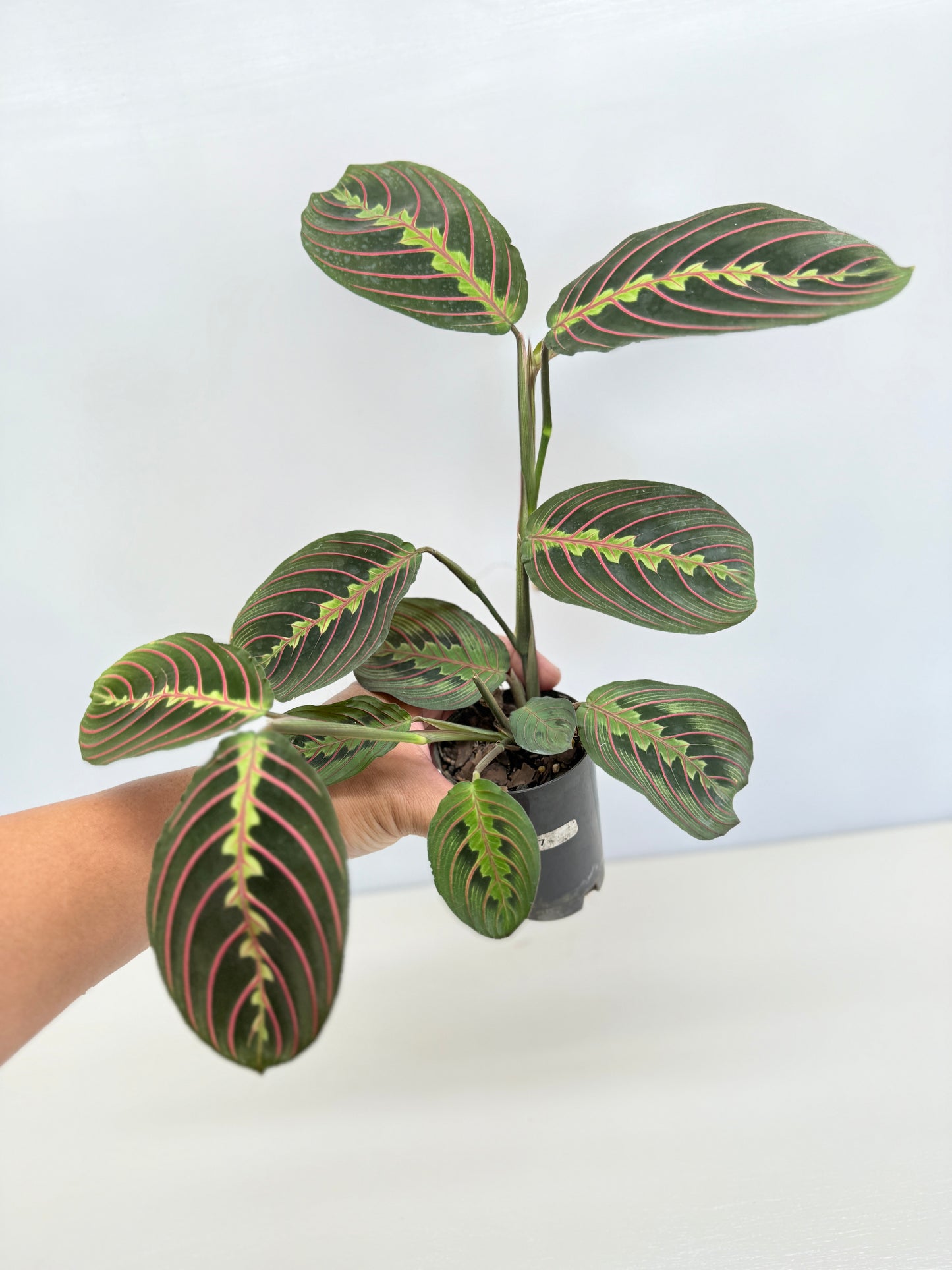 Maranta leuconeura 'Red Vein' F47