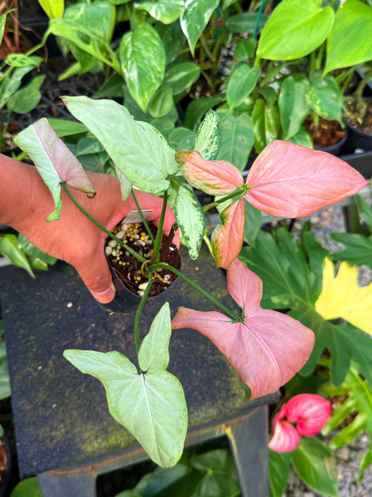 Syngonium 'Strawberry Milk' W54