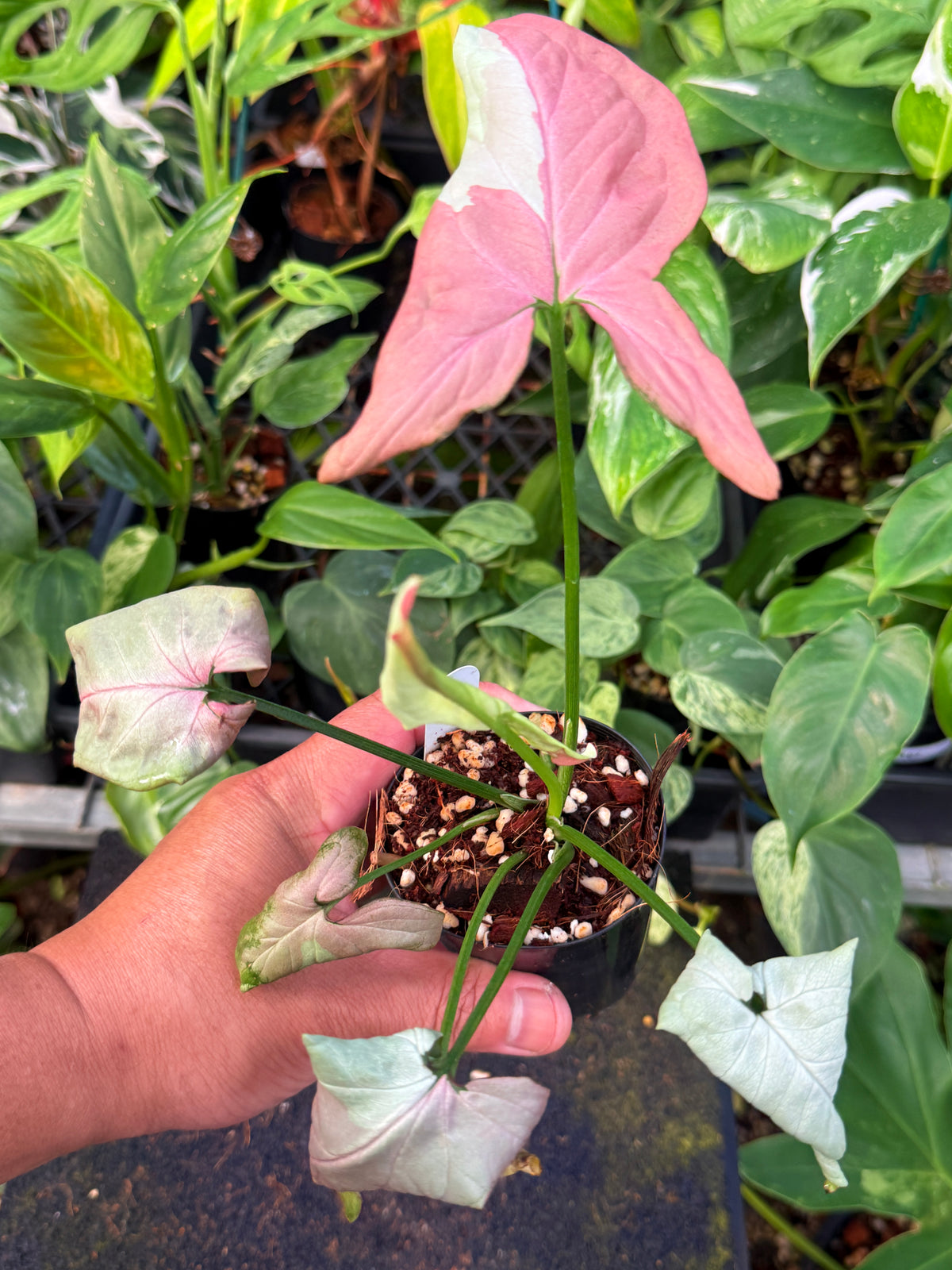 Syngonium 'Strawberry Milk' W55