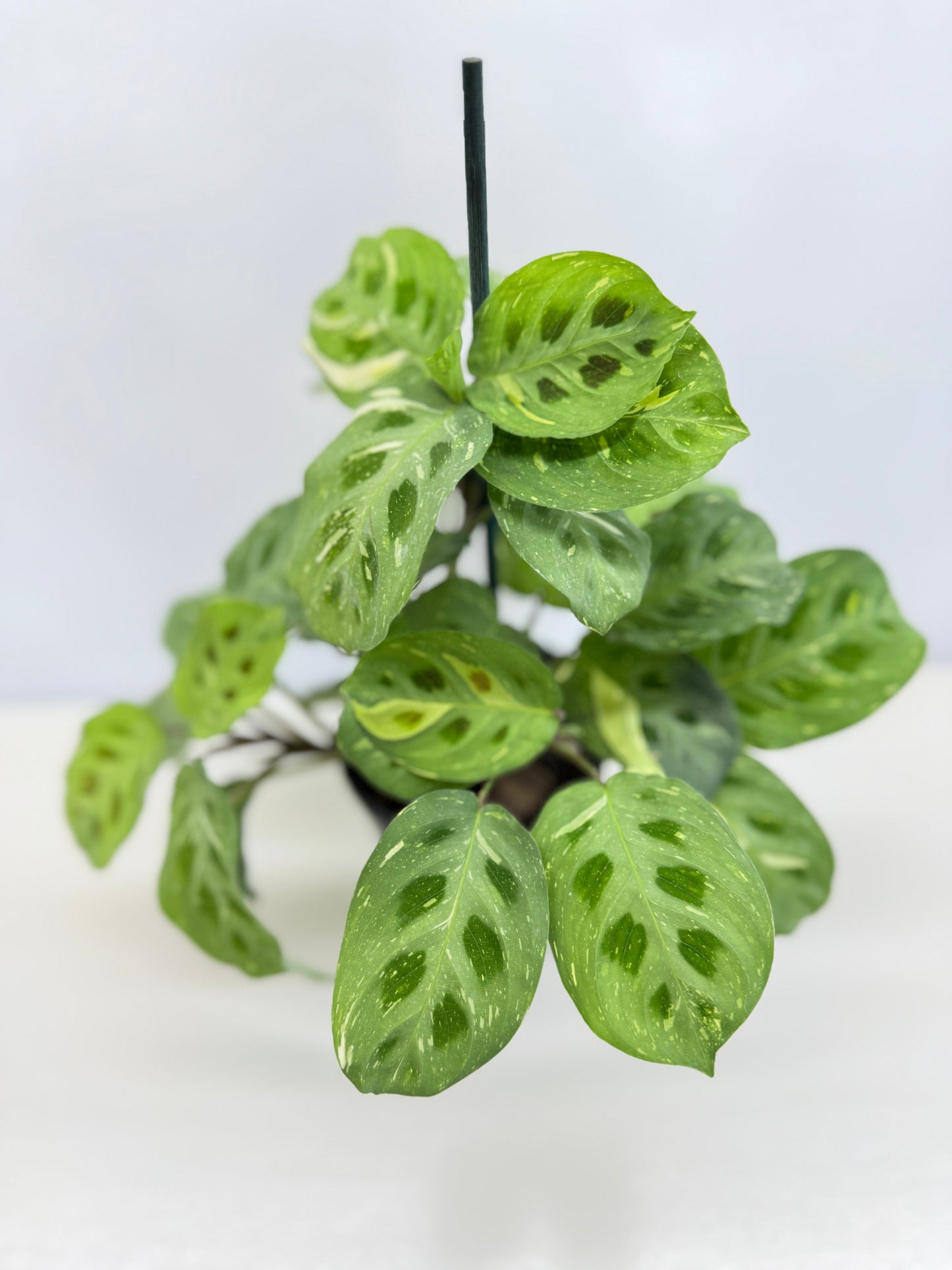 Maranta Kerchoveana Variegata N53
